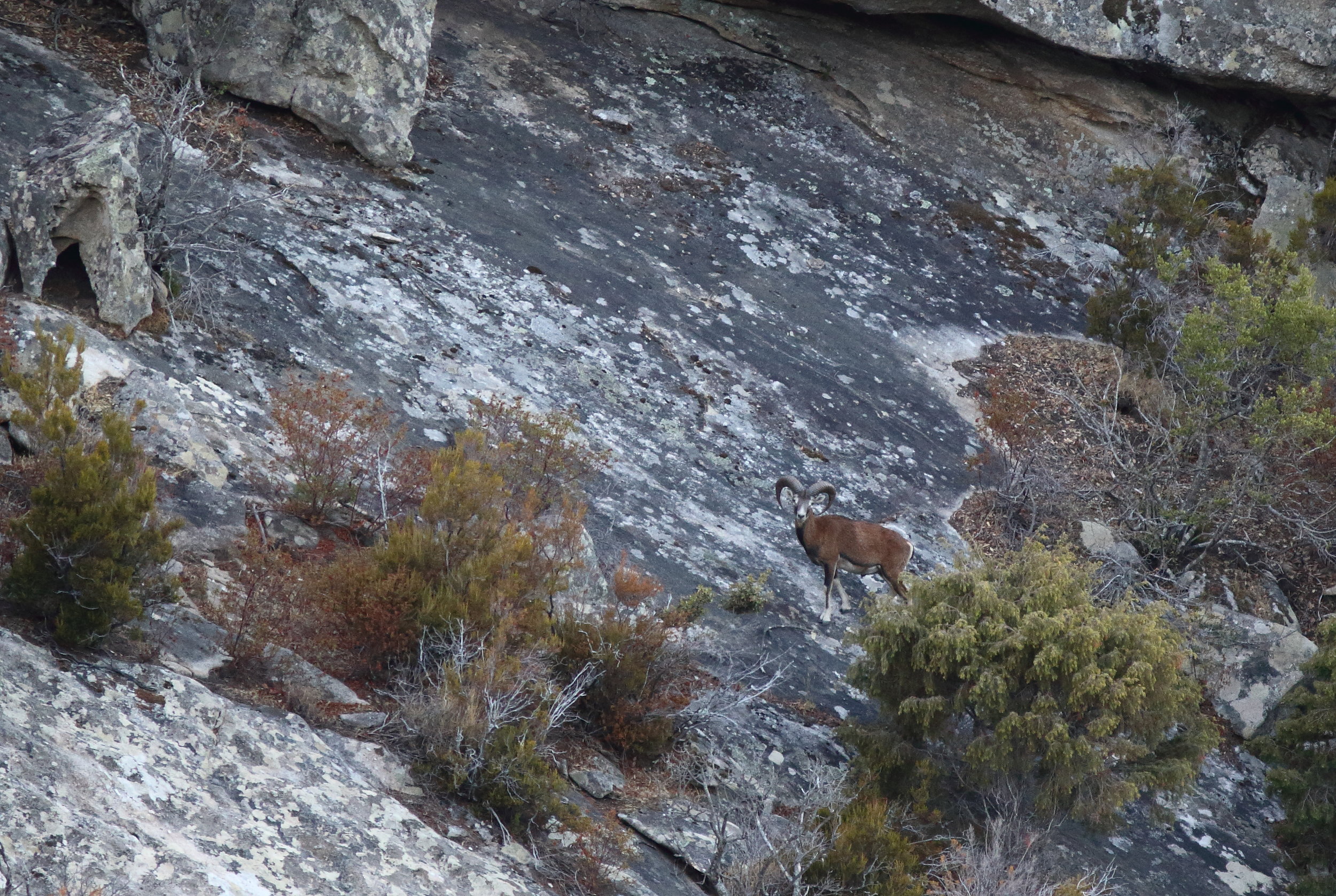 Mouflon de Corse sur les pentes du monte Capanne au-dessus de Colle d'Orano. La population de mouflons sur Elbe est estimee a plus de 500 animaux. 