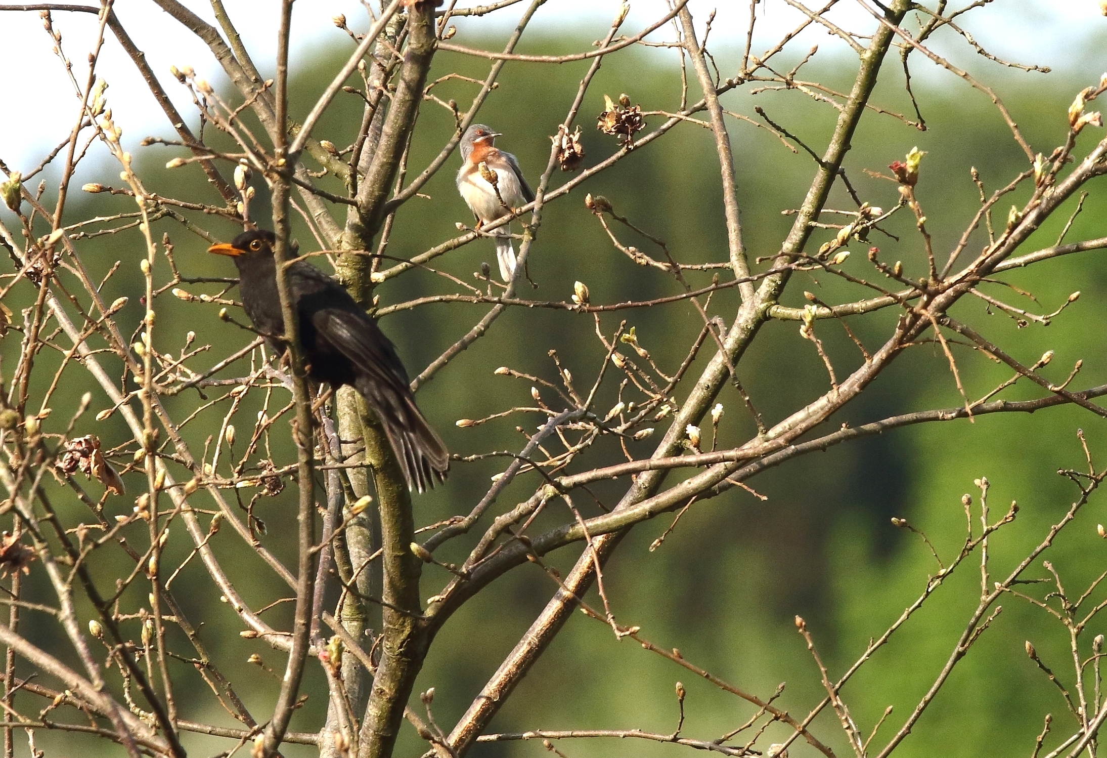 Merlo e Sterpazzolina