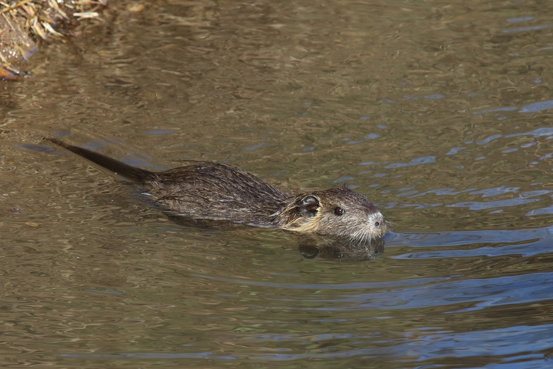 Nutria