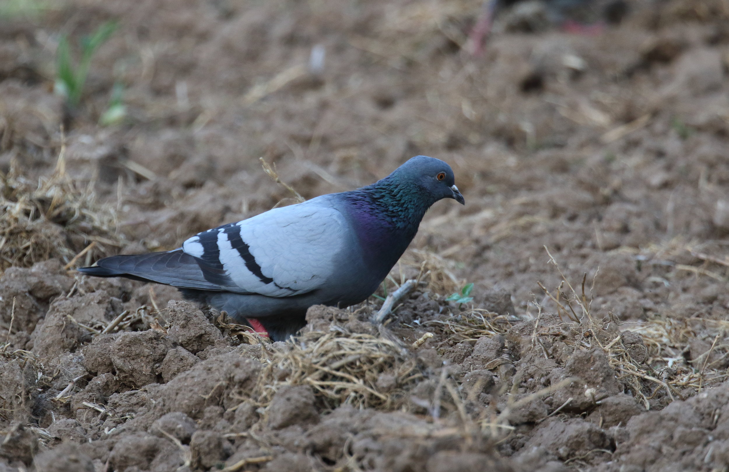 Pigeonlabour2016AvrilTrigoria6 052.JPG