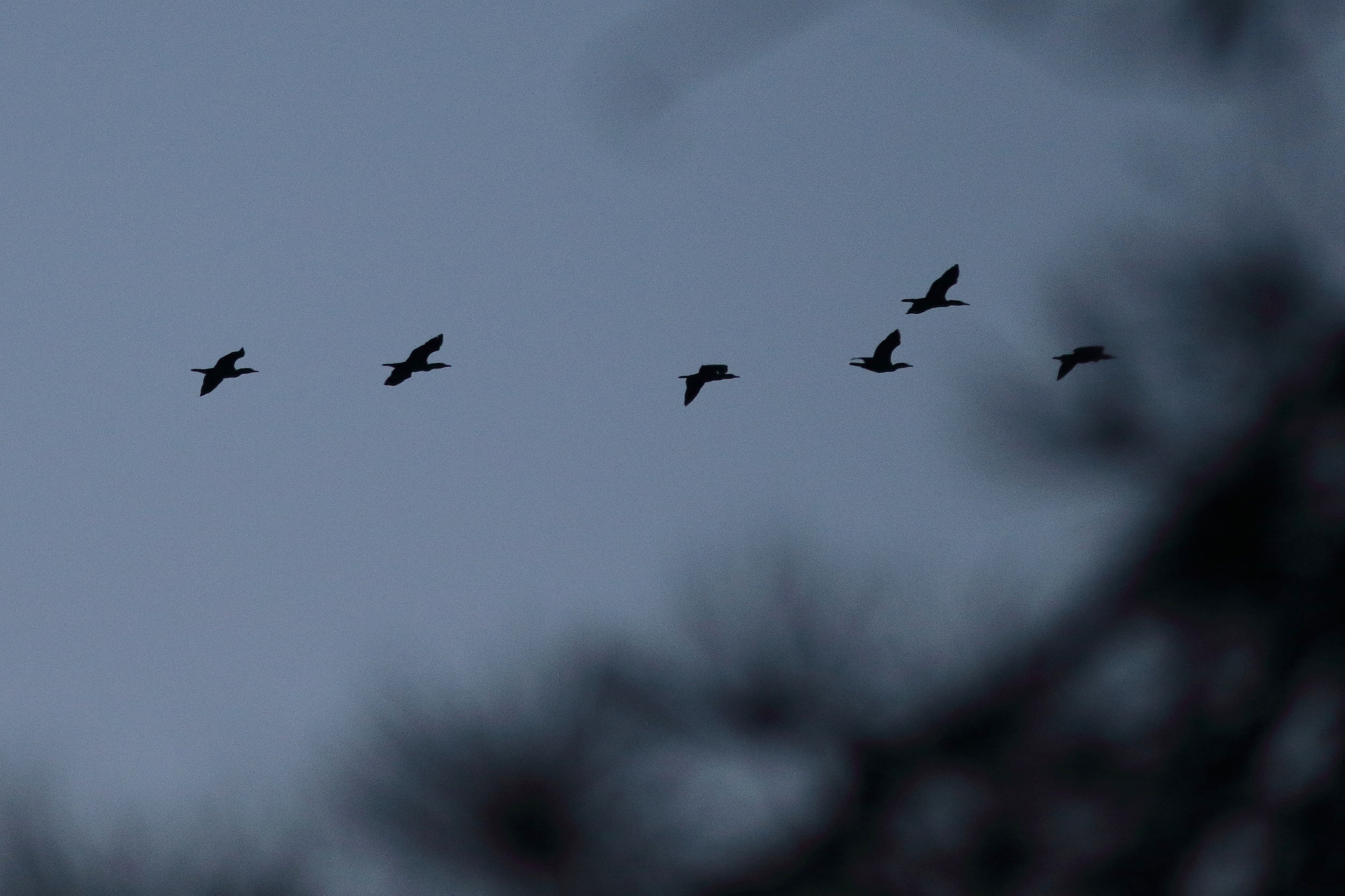 Six Grand Cormorants