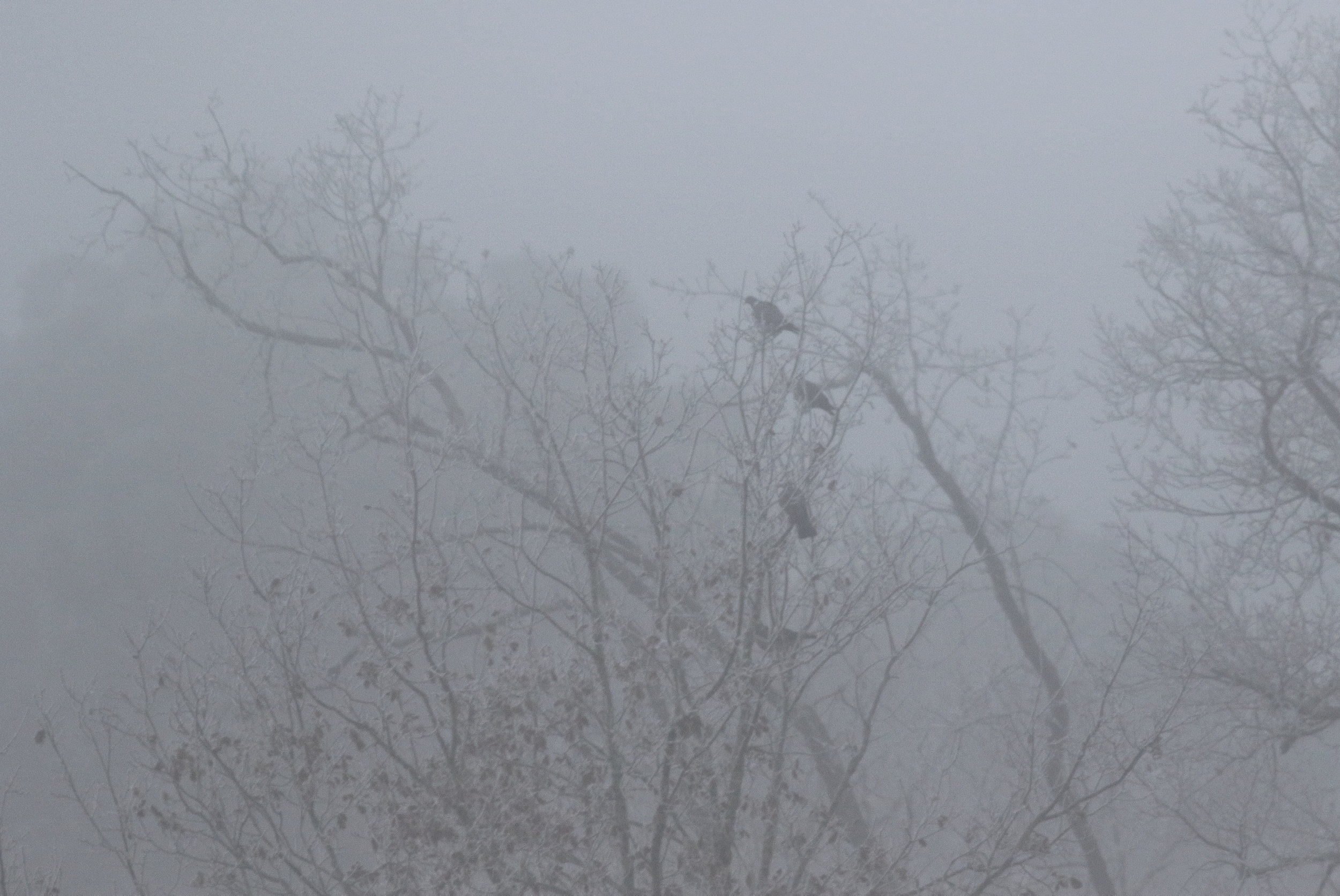 Palombes dans la brume