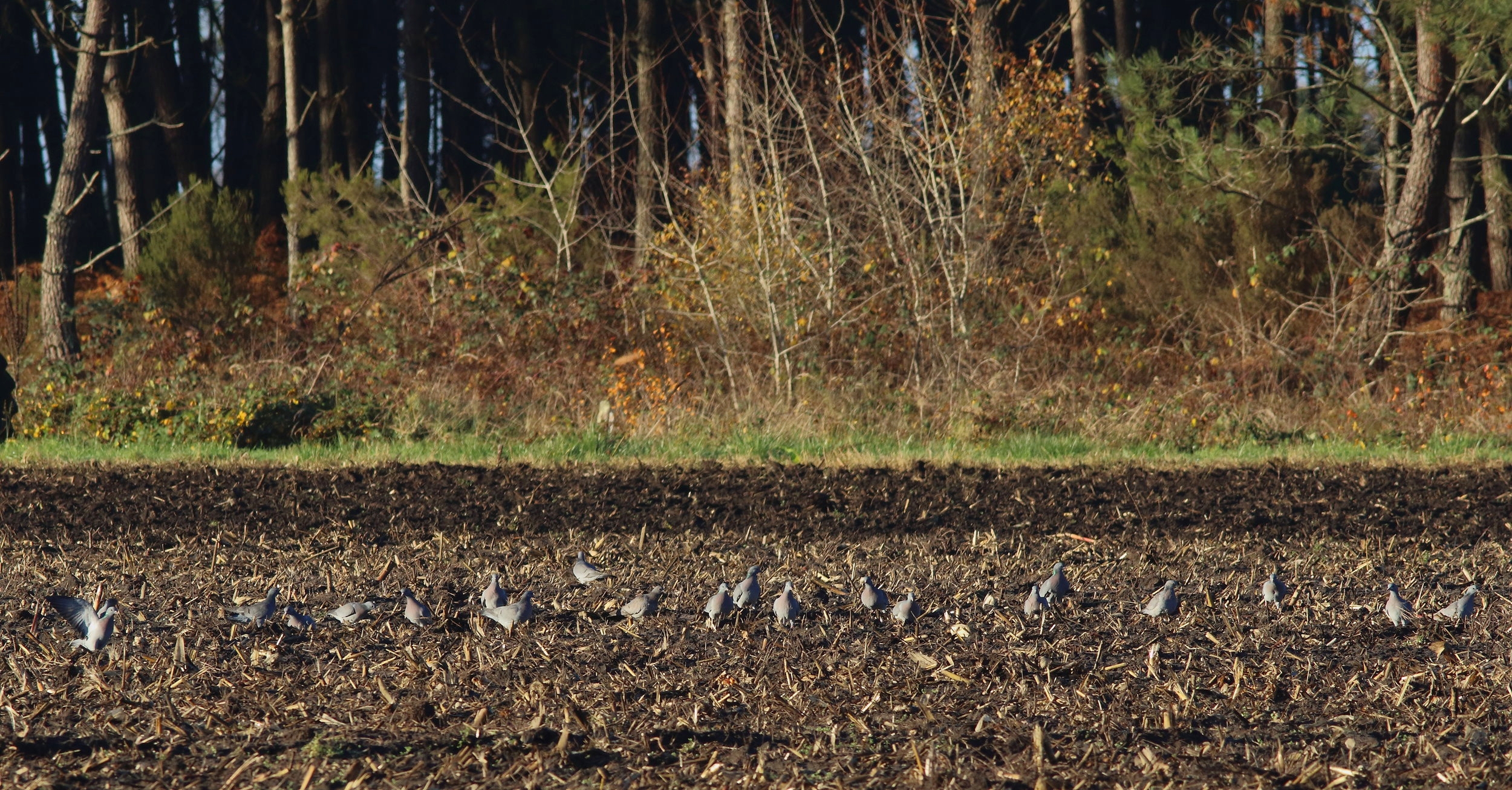 ''Rouquets''. Pigeons Colombins sur les chaumes au Bois du Nord