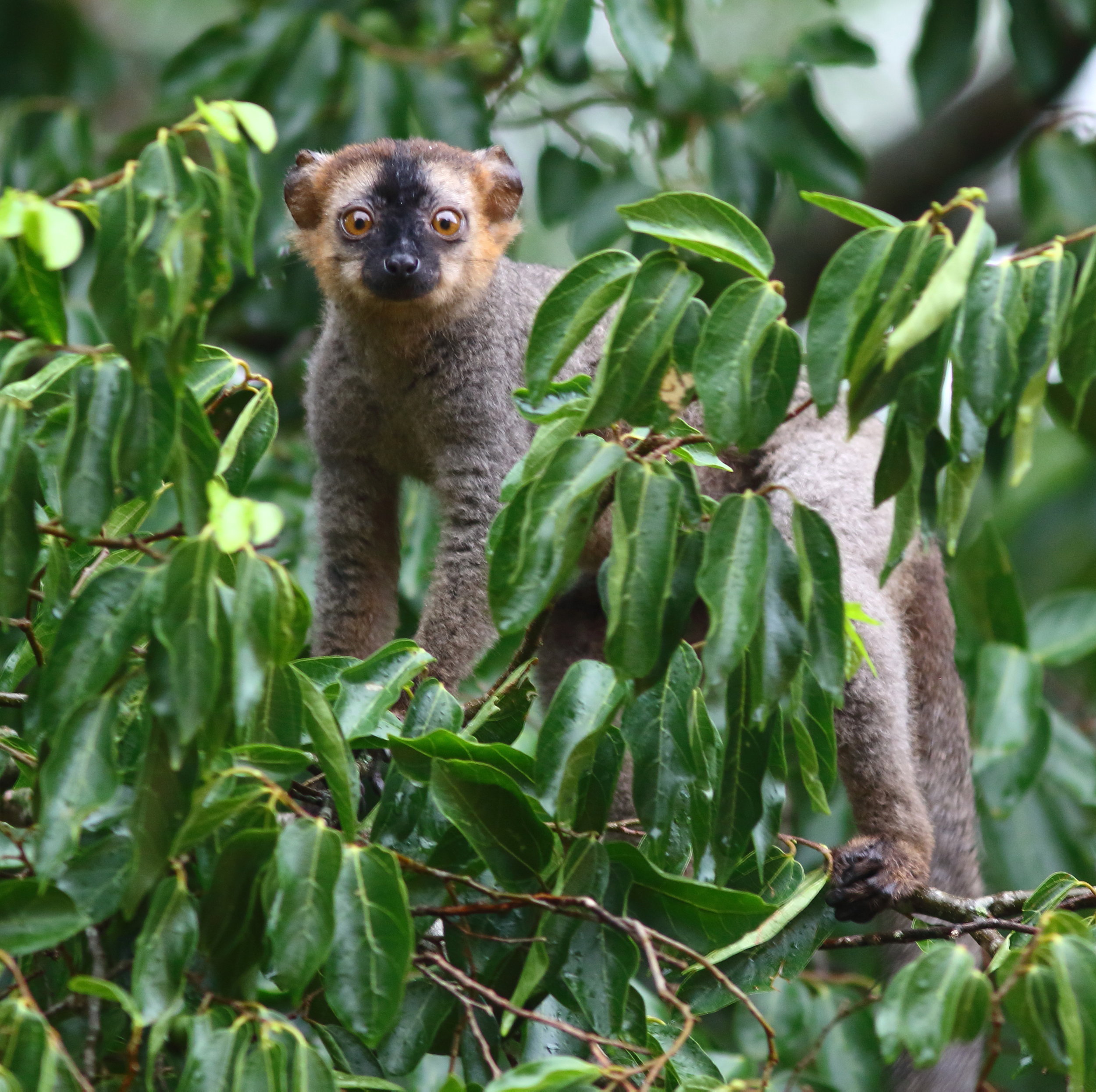 Lemur macaco a front roux
