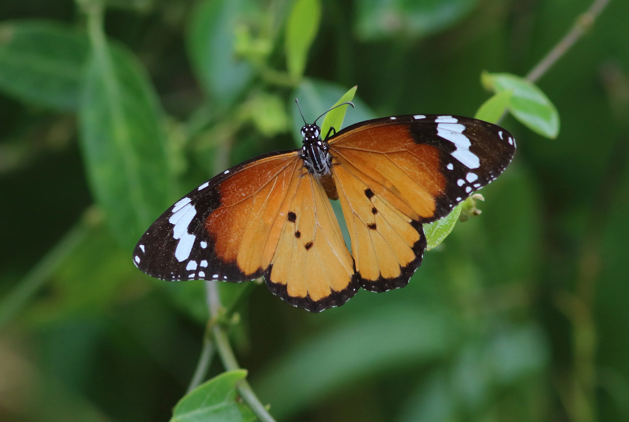 PetitmonarqueAnosy2017MadagascarMars1 290.JPG