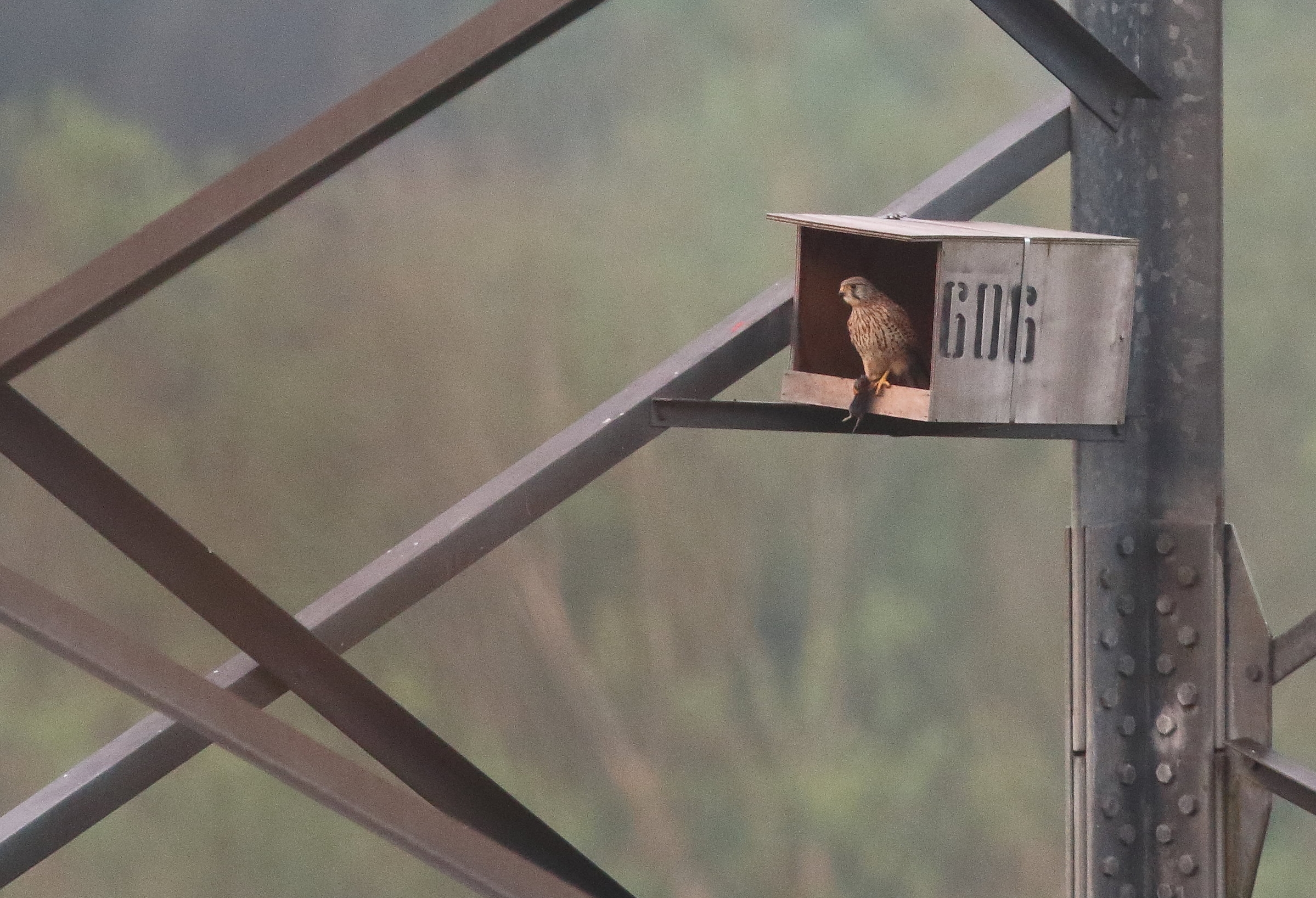 Gheppio con preda in una delle cassette nido di val Trigoria