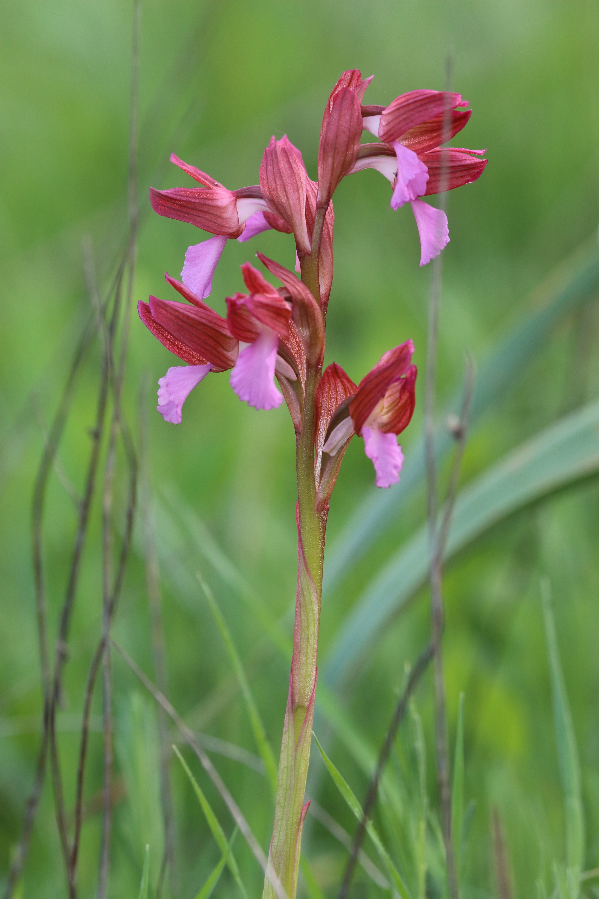 Orchis