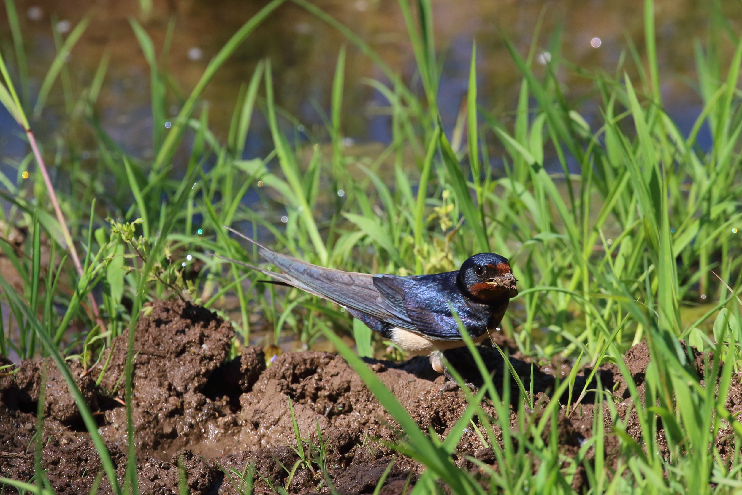 La Rondine fa il pieno di fango per la costruzione dell nido
