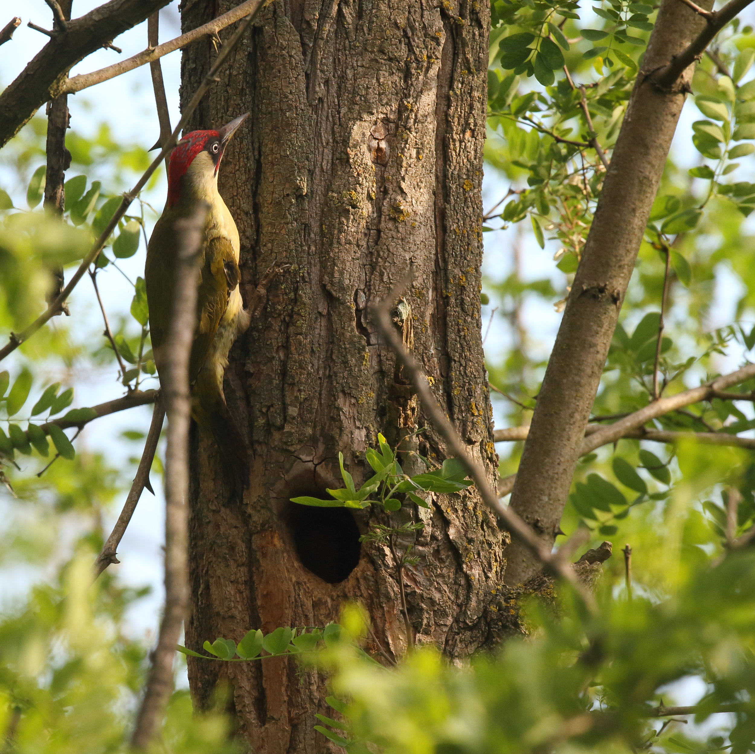 Picchio verde maschio al nido su Robinia