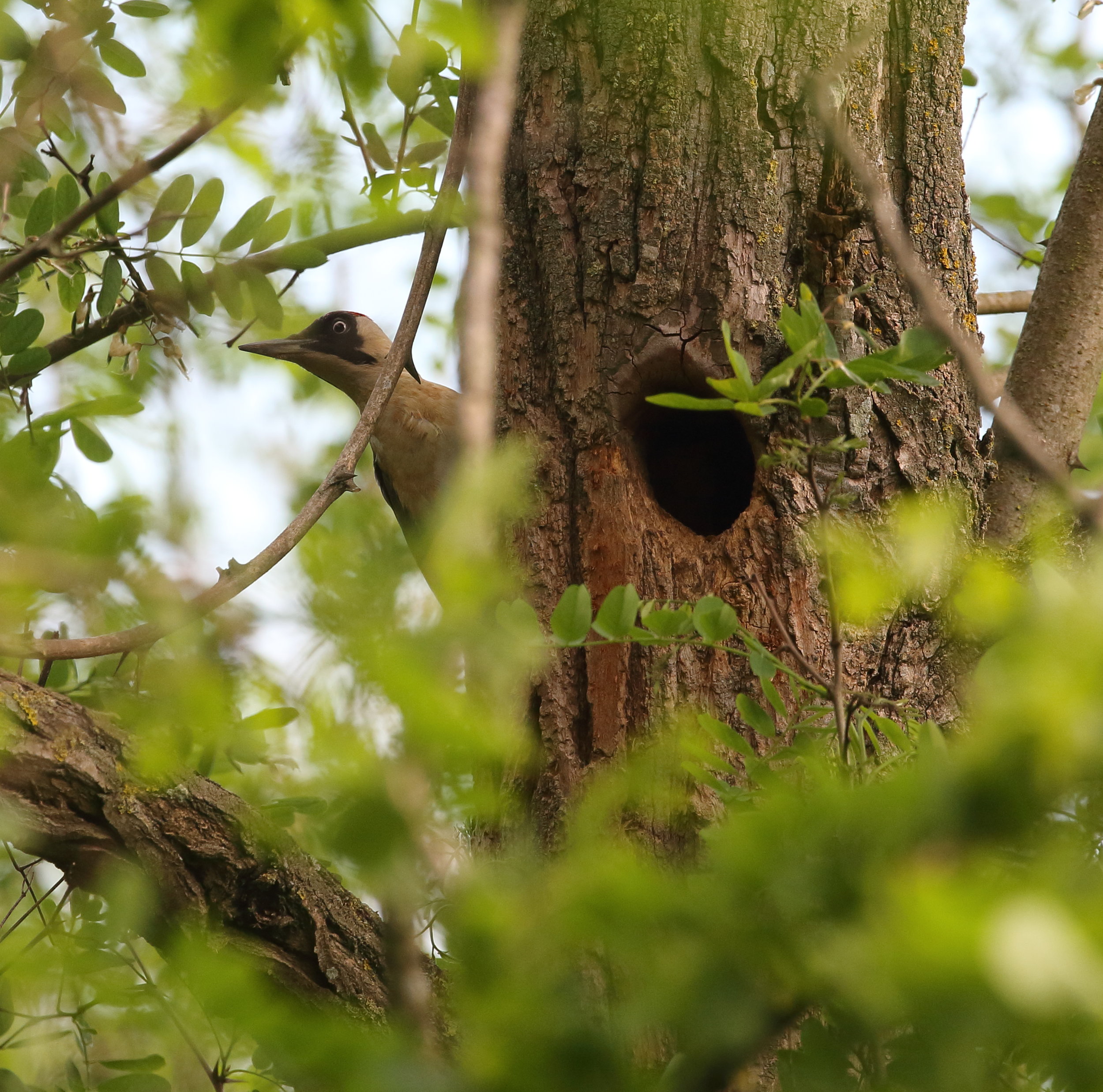 Picchio verde femina al nido su Robinia