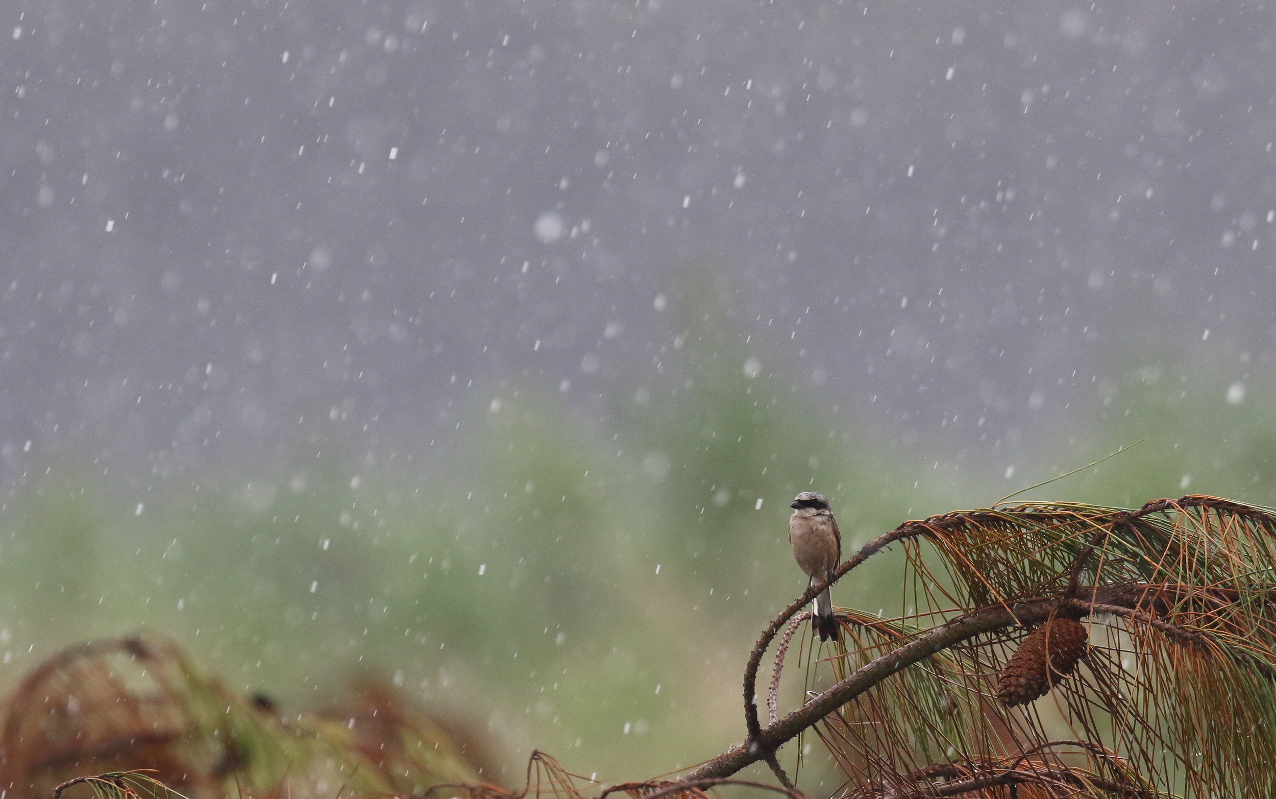 Pie grieche ecorcheur sous la pluie