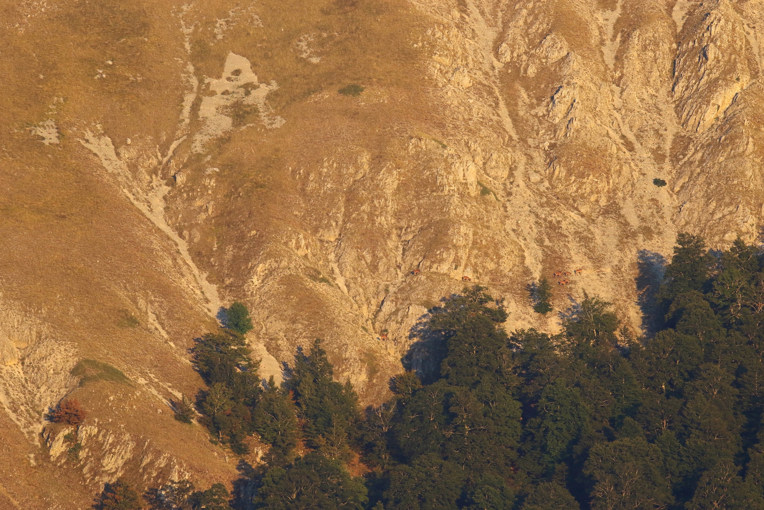 Cervi sul Monte di Valle Caprara