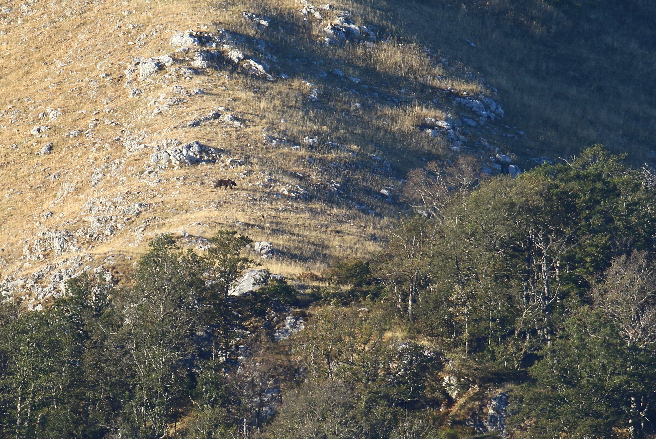 Orso marsicano su la Rocca Genovese