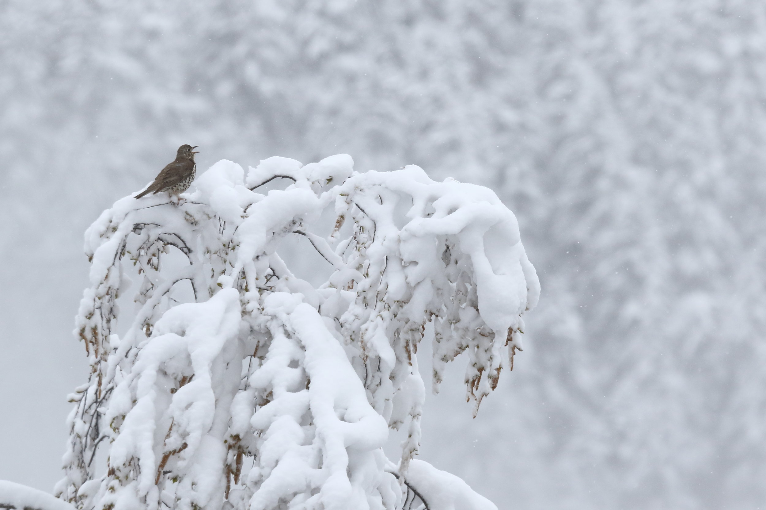 Grive draine chantant sous la neige