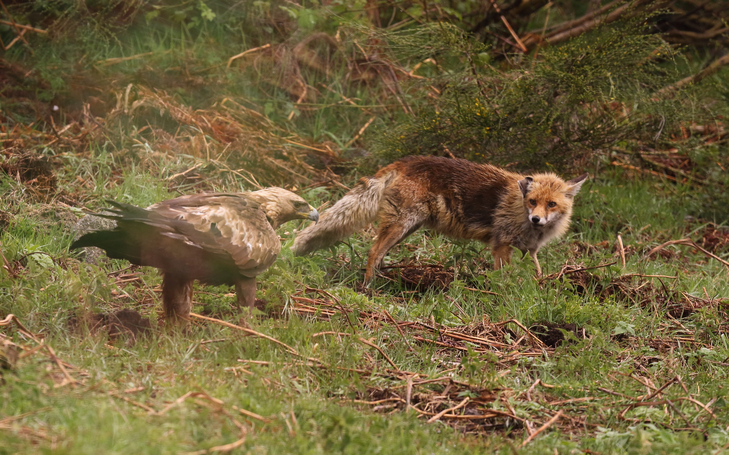 Aigle royal et Renard roux