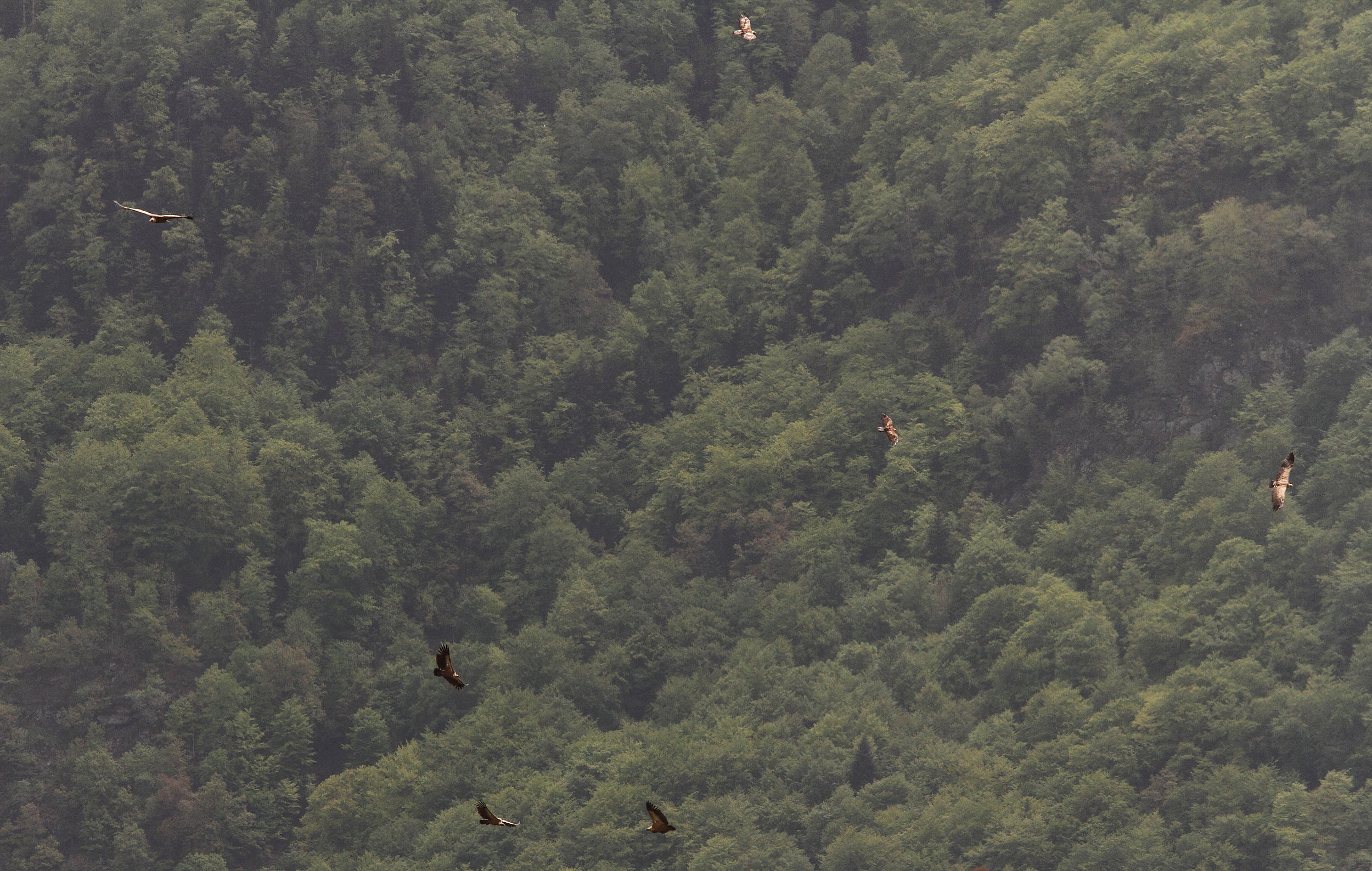 Cinq Vautours et deux Aigles 