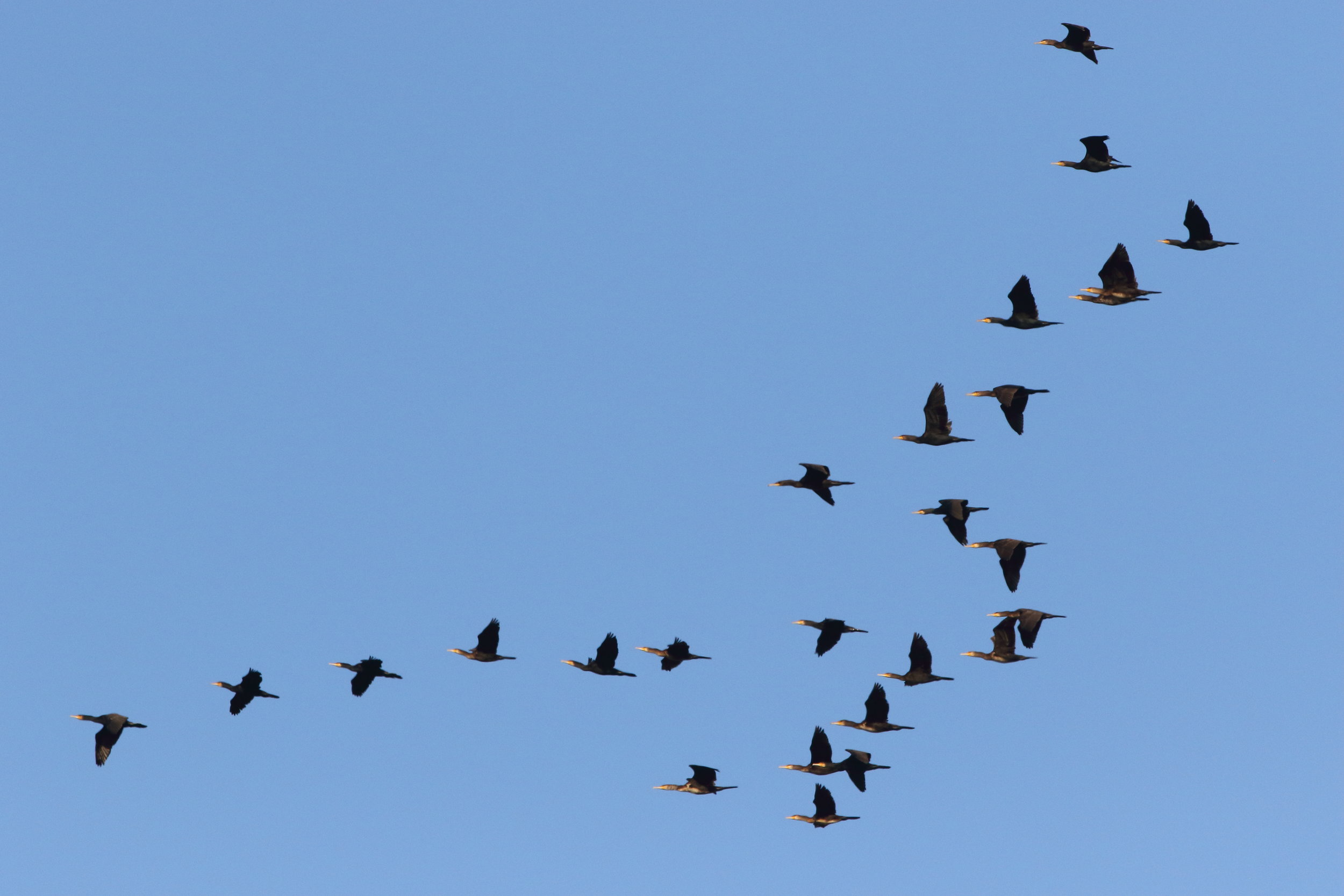 Grand Cormorans en migration