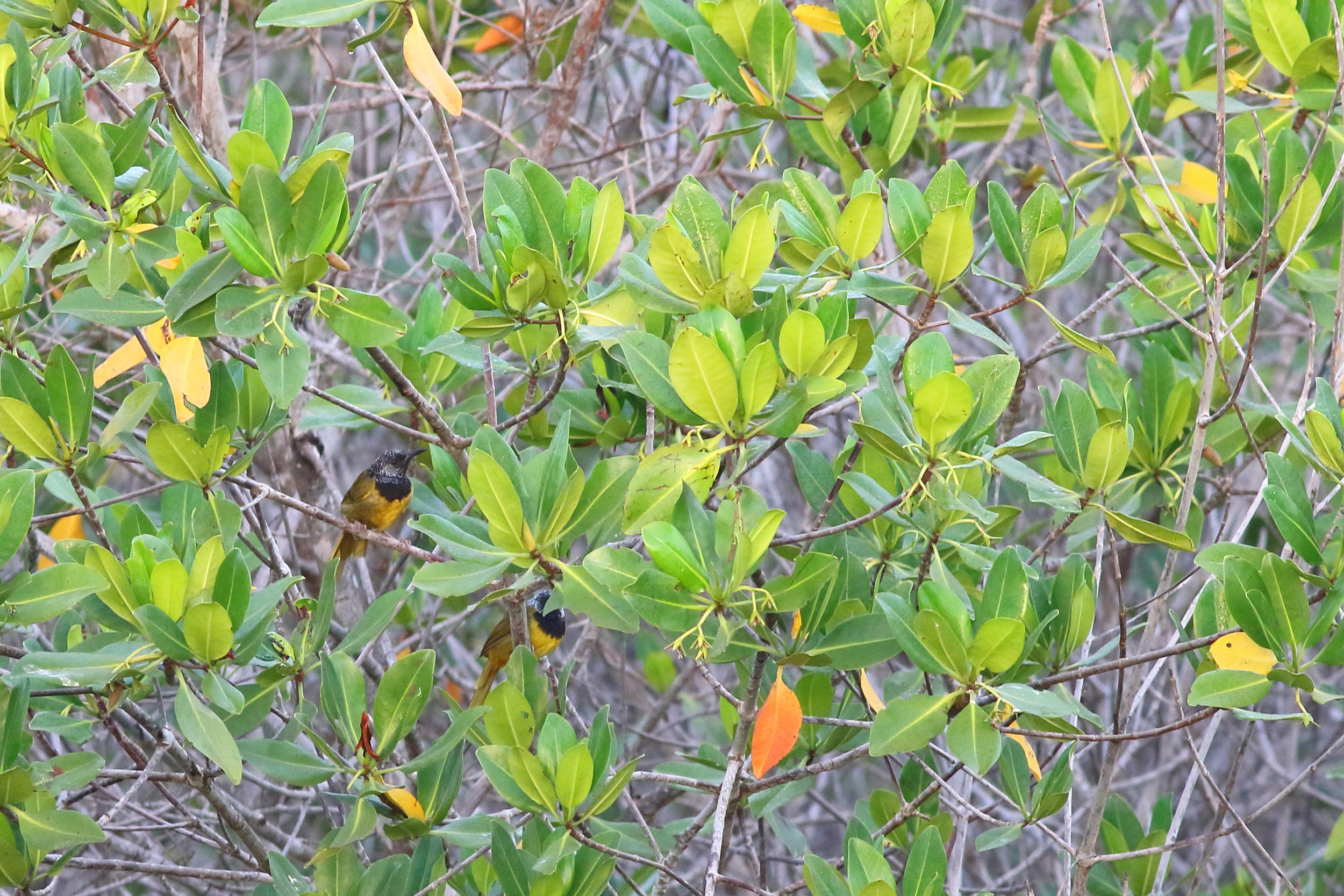 Noircap loriot dans la mangrove