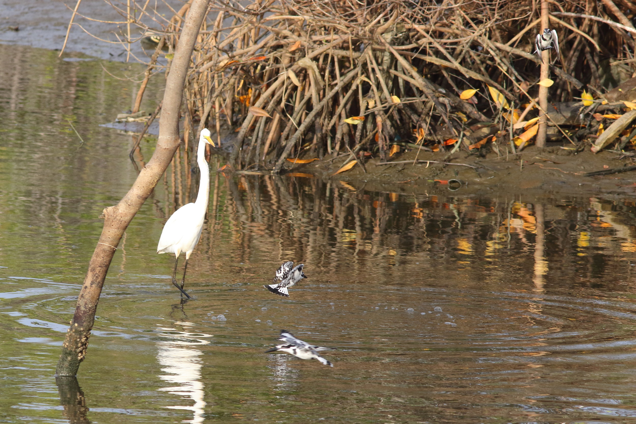 Grande aigrette et trois Martin-pecheur pie