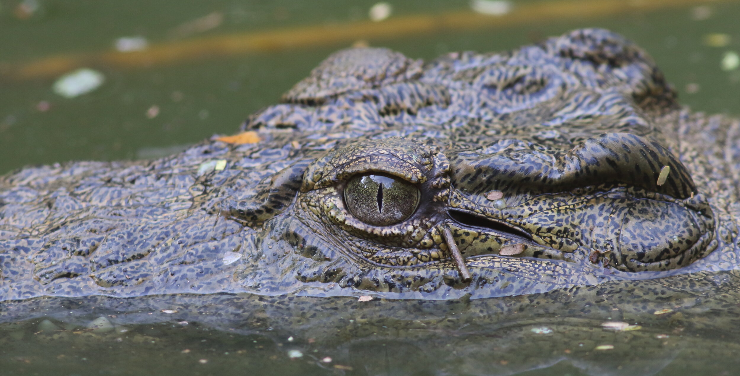 Crocodil du Nil