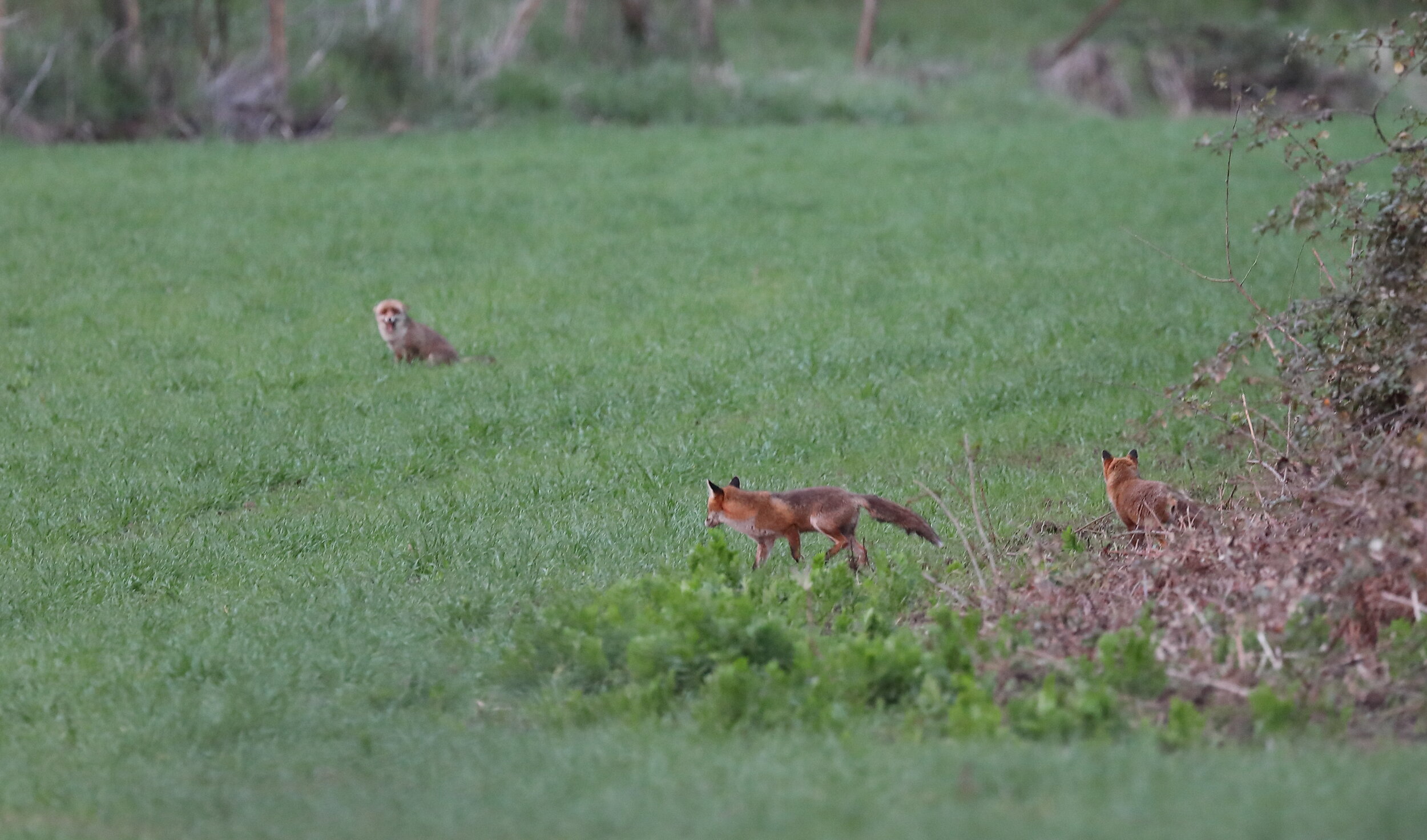  Ci sono tante volpe nella riserva ma e la prima volta che ne vedo tre insieme….Valle di Trigoria, 29/03/2020 
