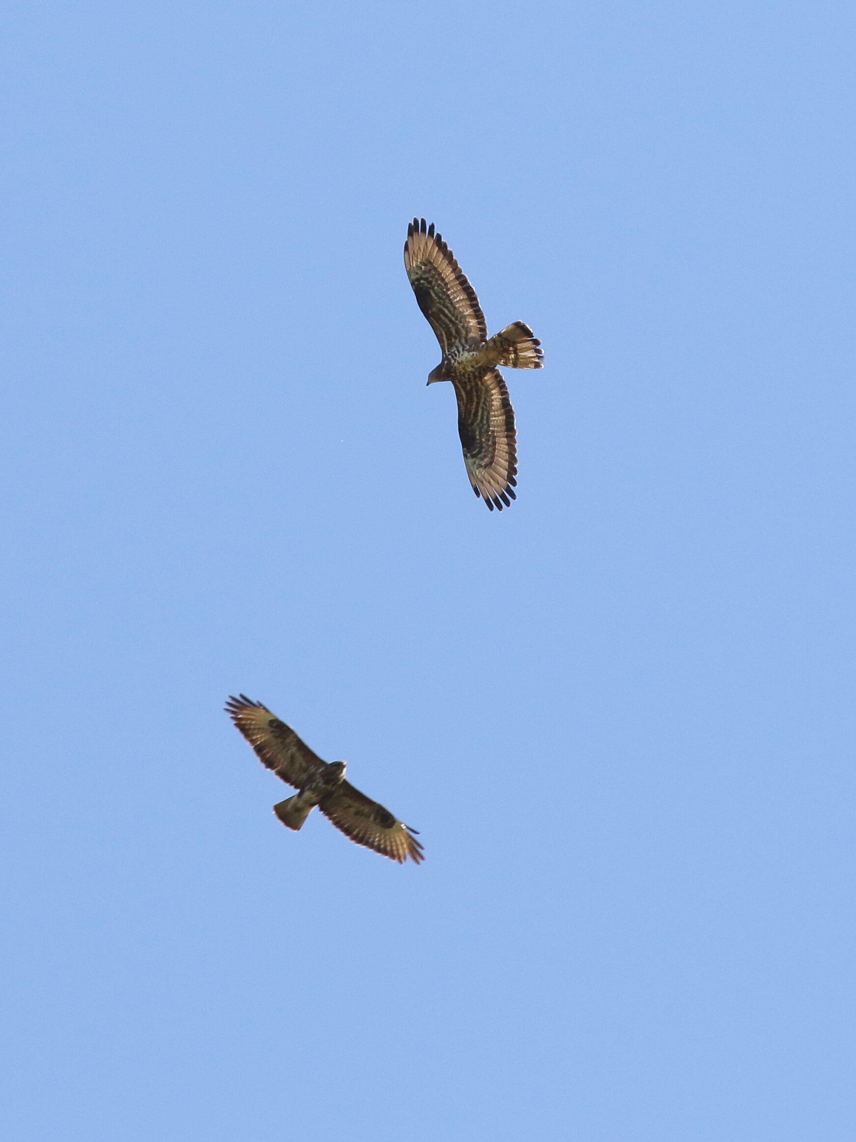 Falco pecchiaiolo e Poina in valle di Trigoria