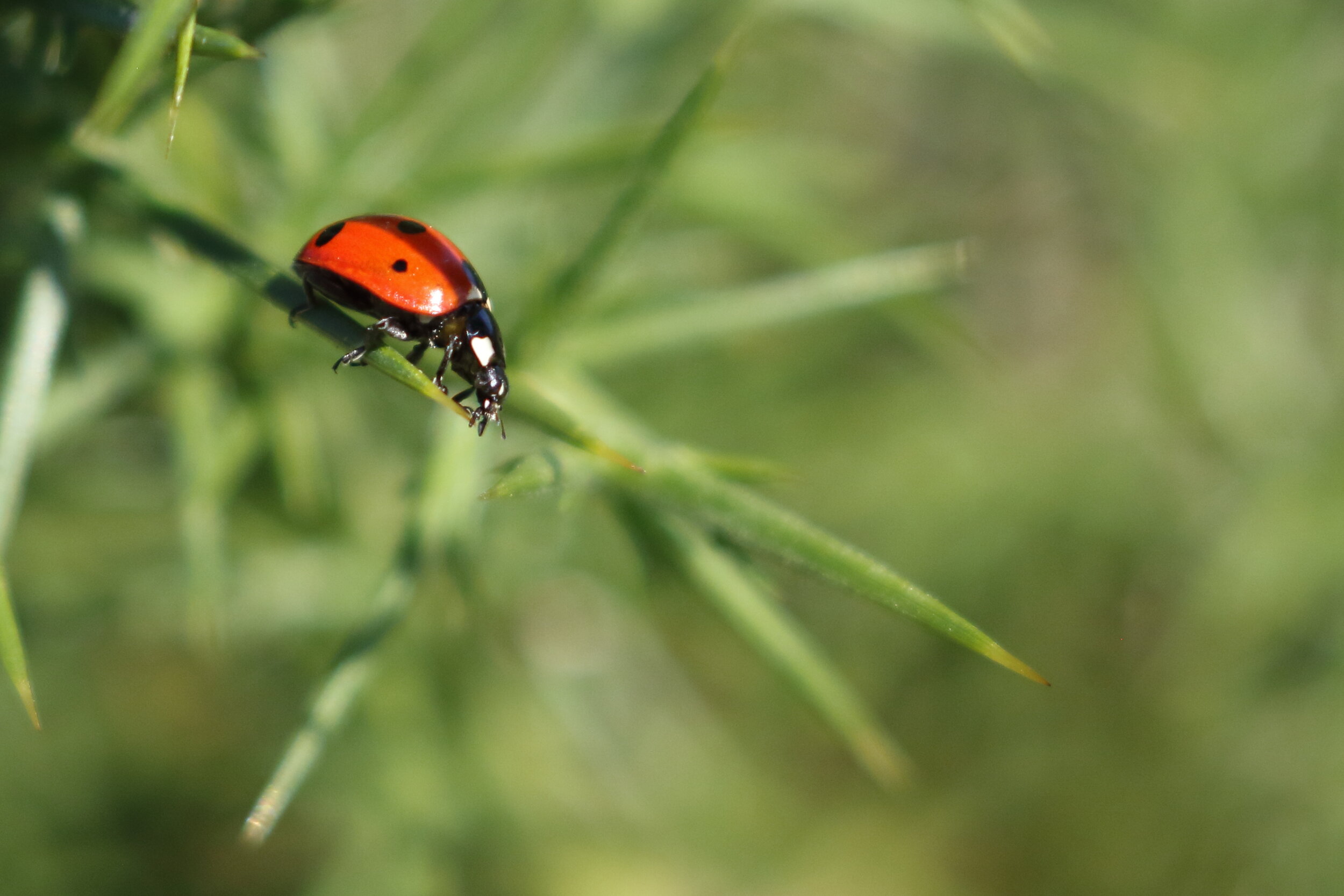 coccinelle9Q0A0073.JPG