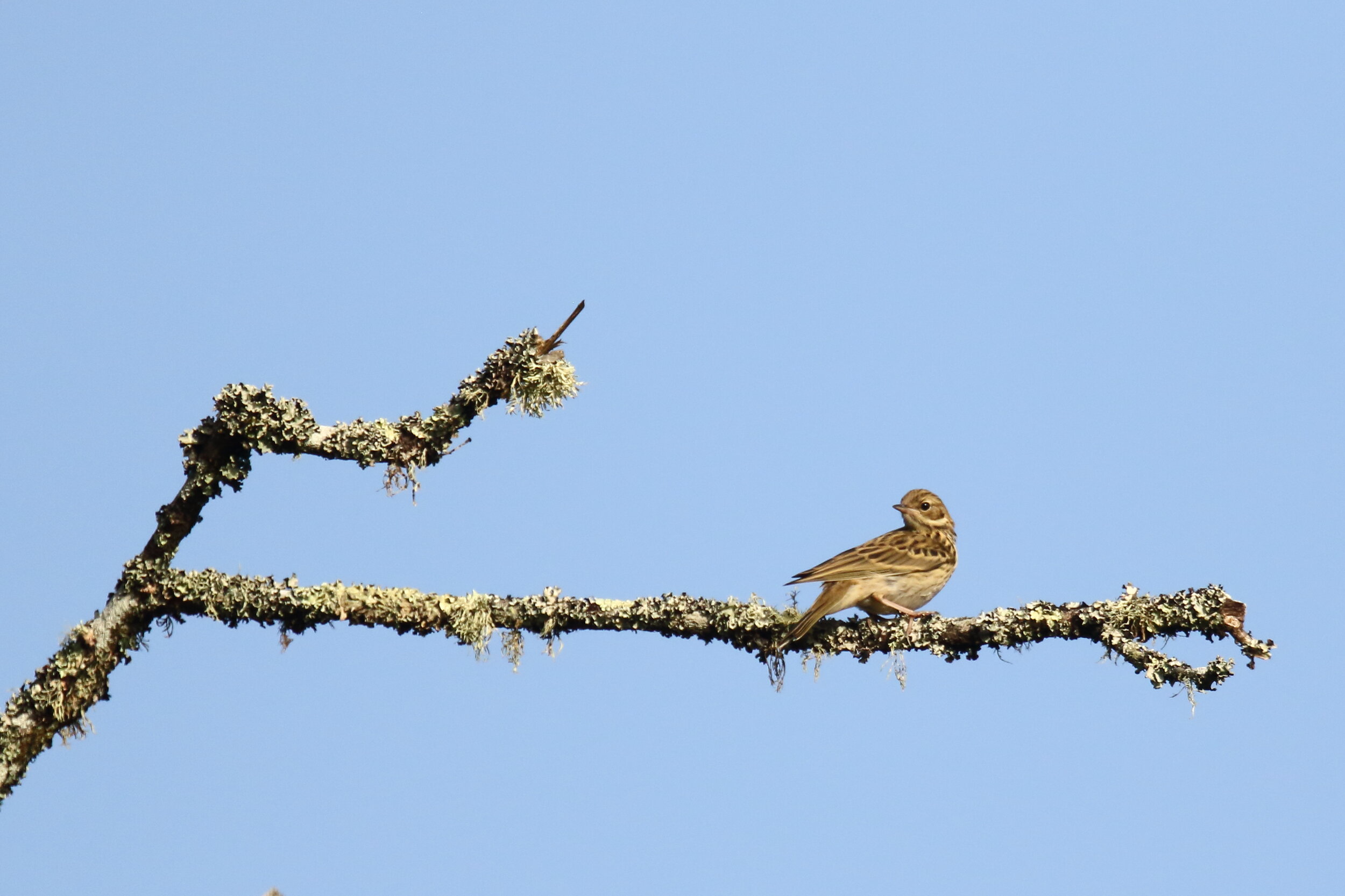 Pipit9Q0A0899.JPG