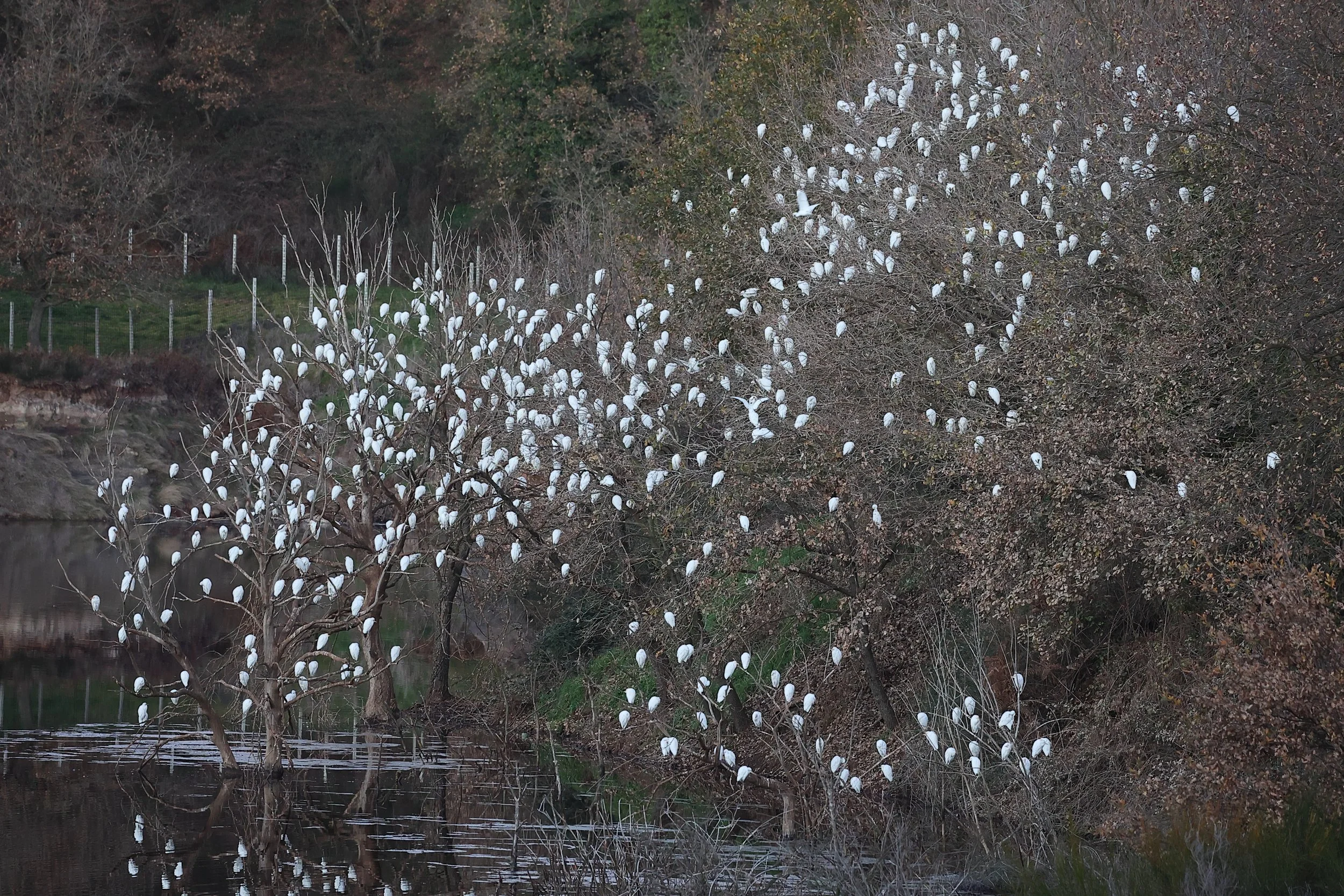 Roost di Airone guardabuoi a la Solforata. Rilevati 674 individui in questo roost per il censimento IWC 2022!!!