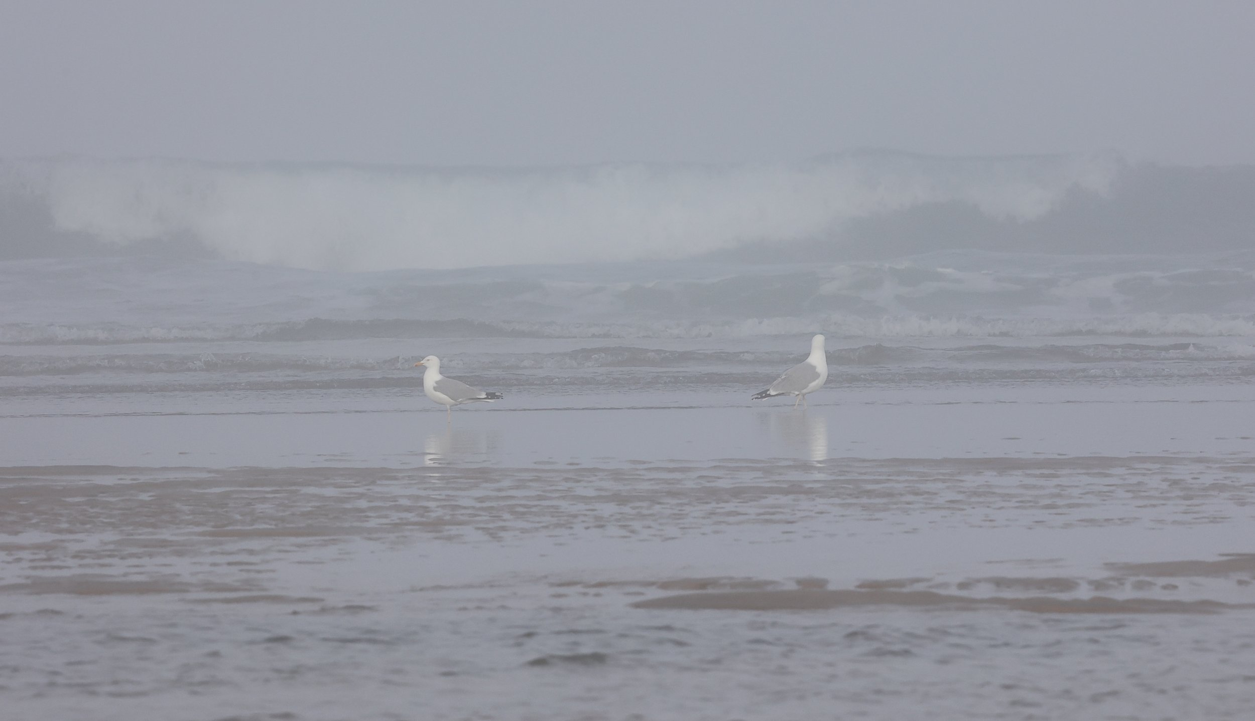 Goeland argente, Pointe