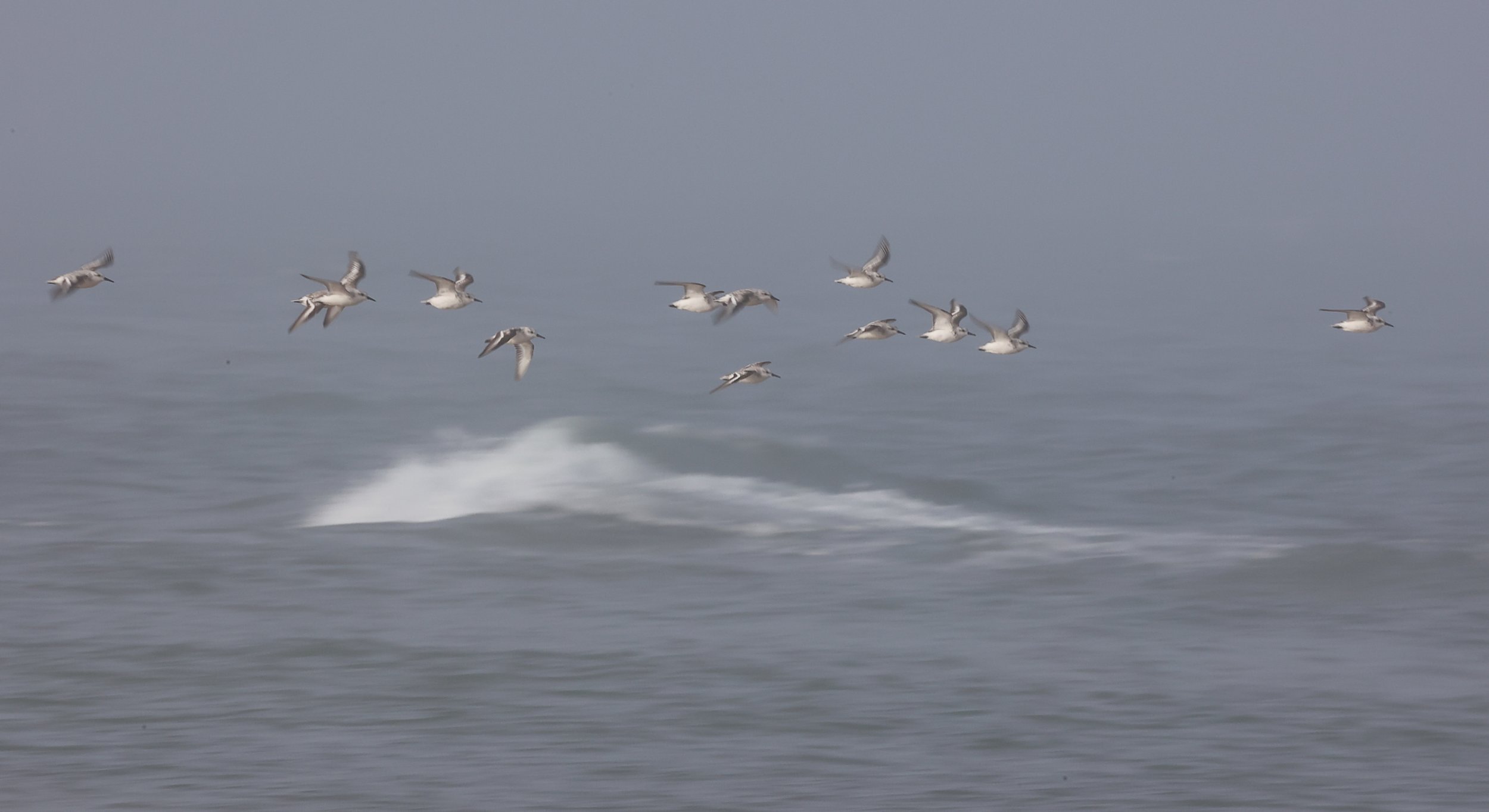 Becasseau sanderling, Pointe 