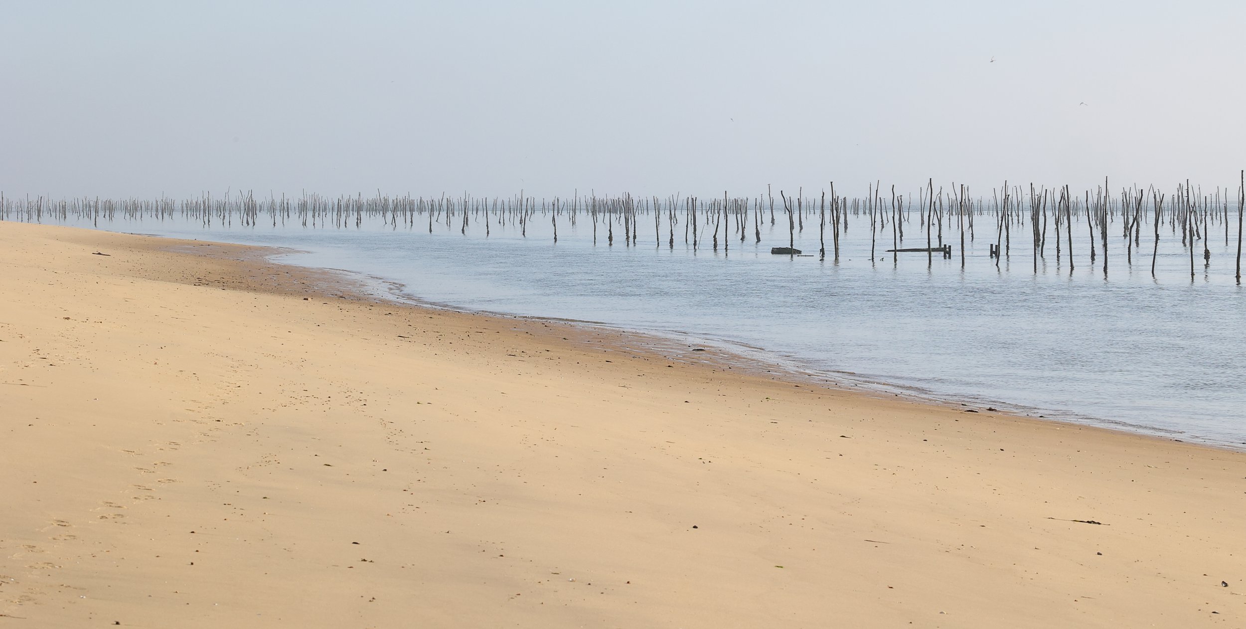 Derriere les dunes, cote Bassin. Mimbeau. 