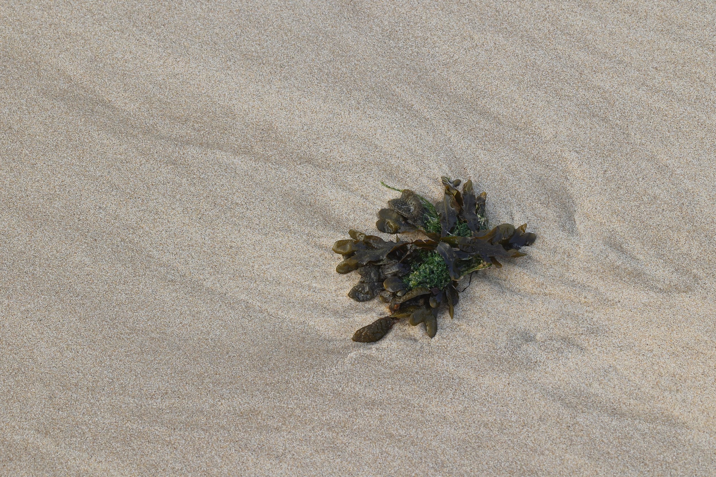 Devenir sable, cote Bassin 5