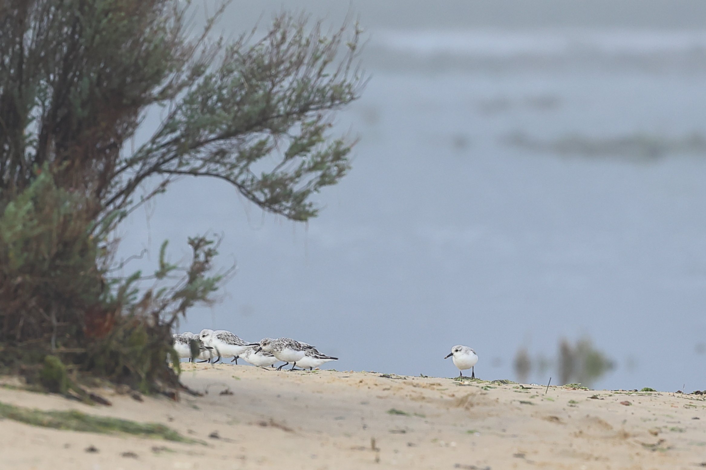 Becasseau sanderling, Mimbeau