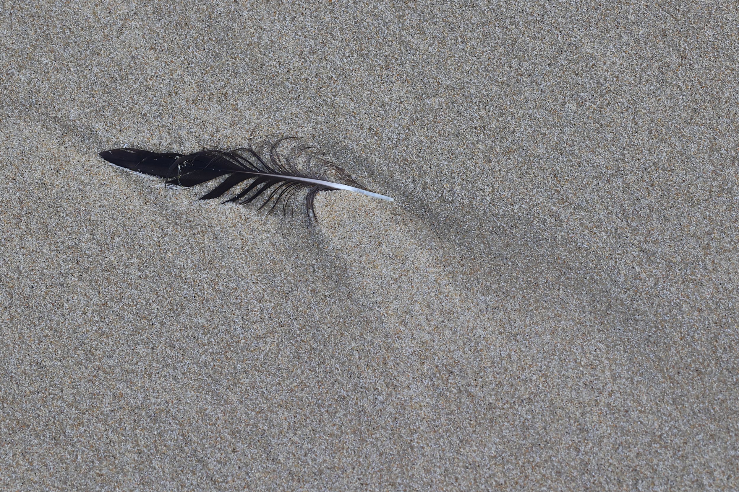 Devenir sable, cote Bassin 10