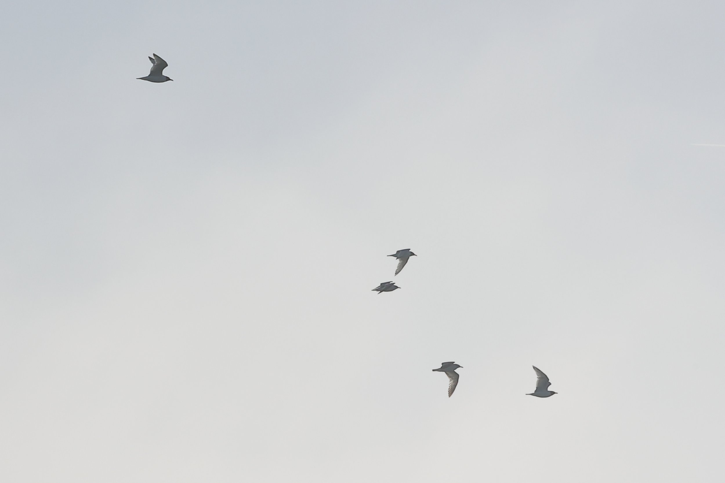 Mouettes rieuses, Mimbeau 