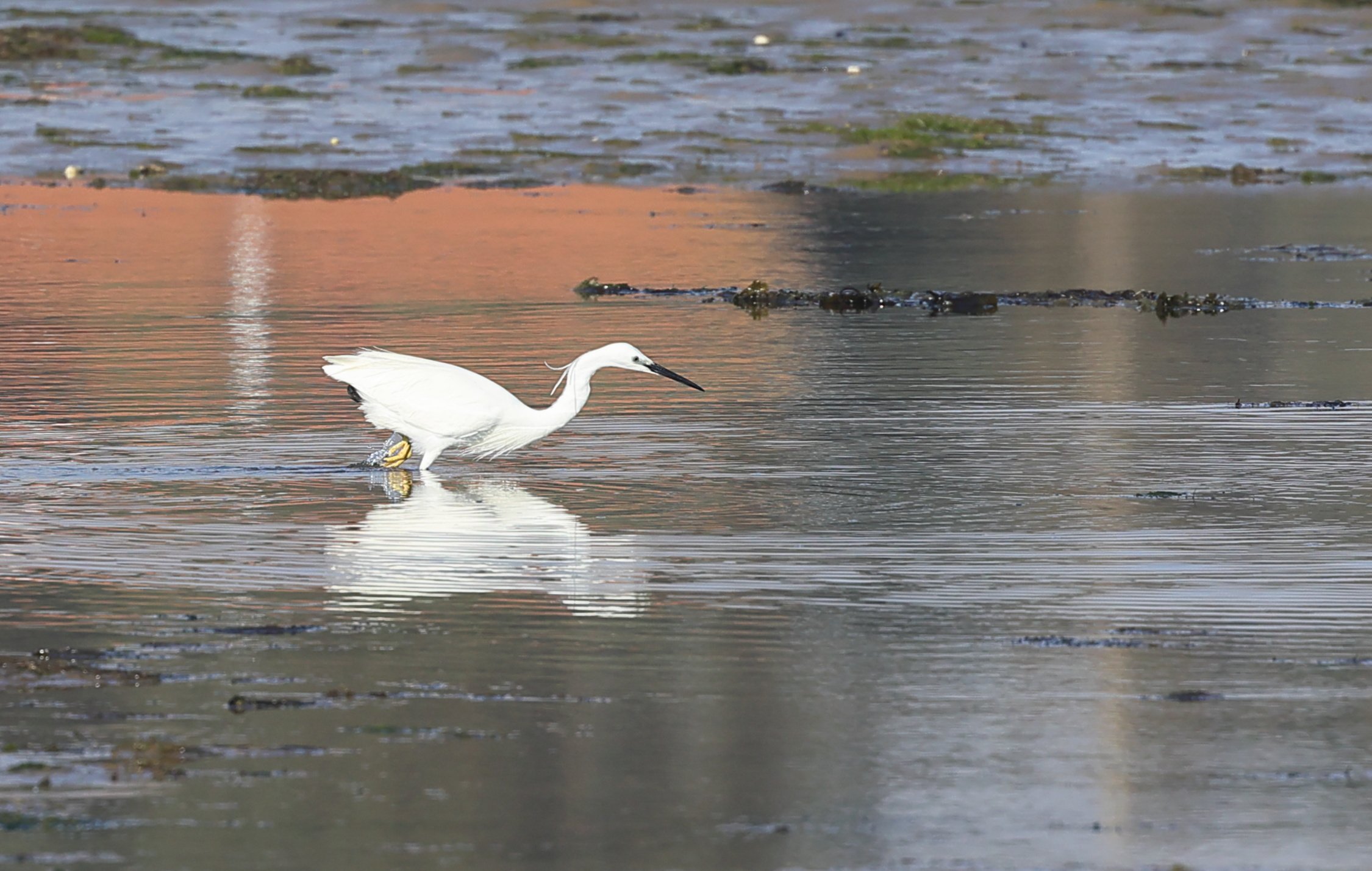 Aigrette garzette, Mimbeau