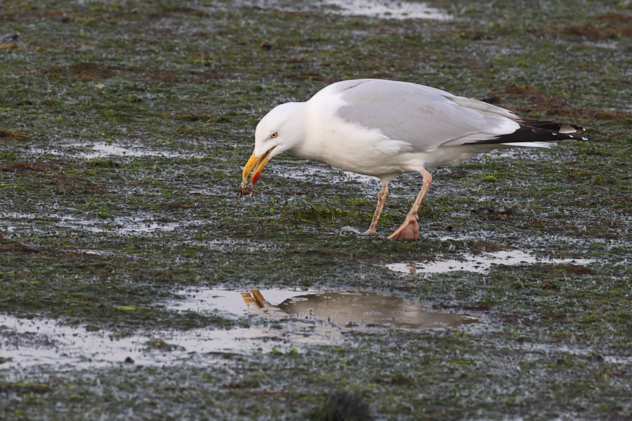 Goeland argente et crabe, Mimbeau