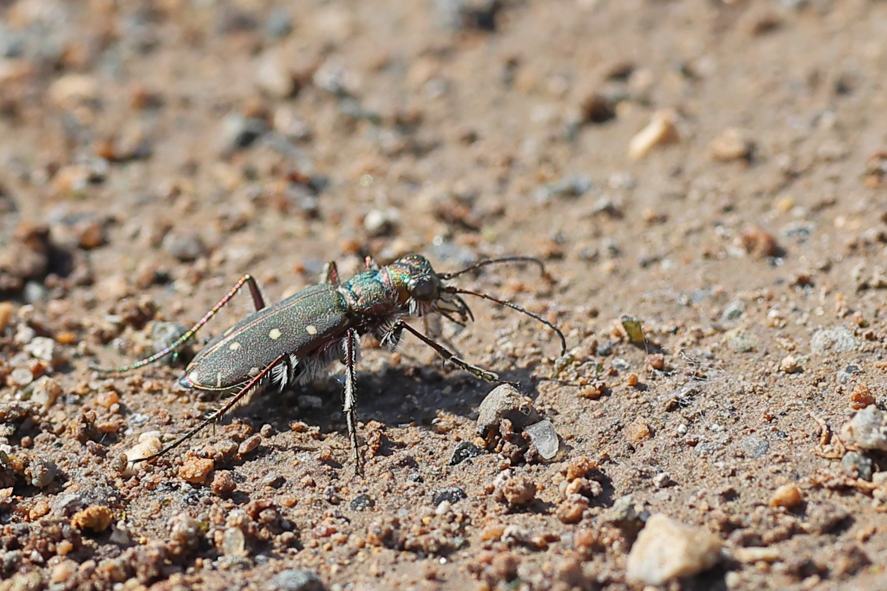 Calomera littoralis nemoralis