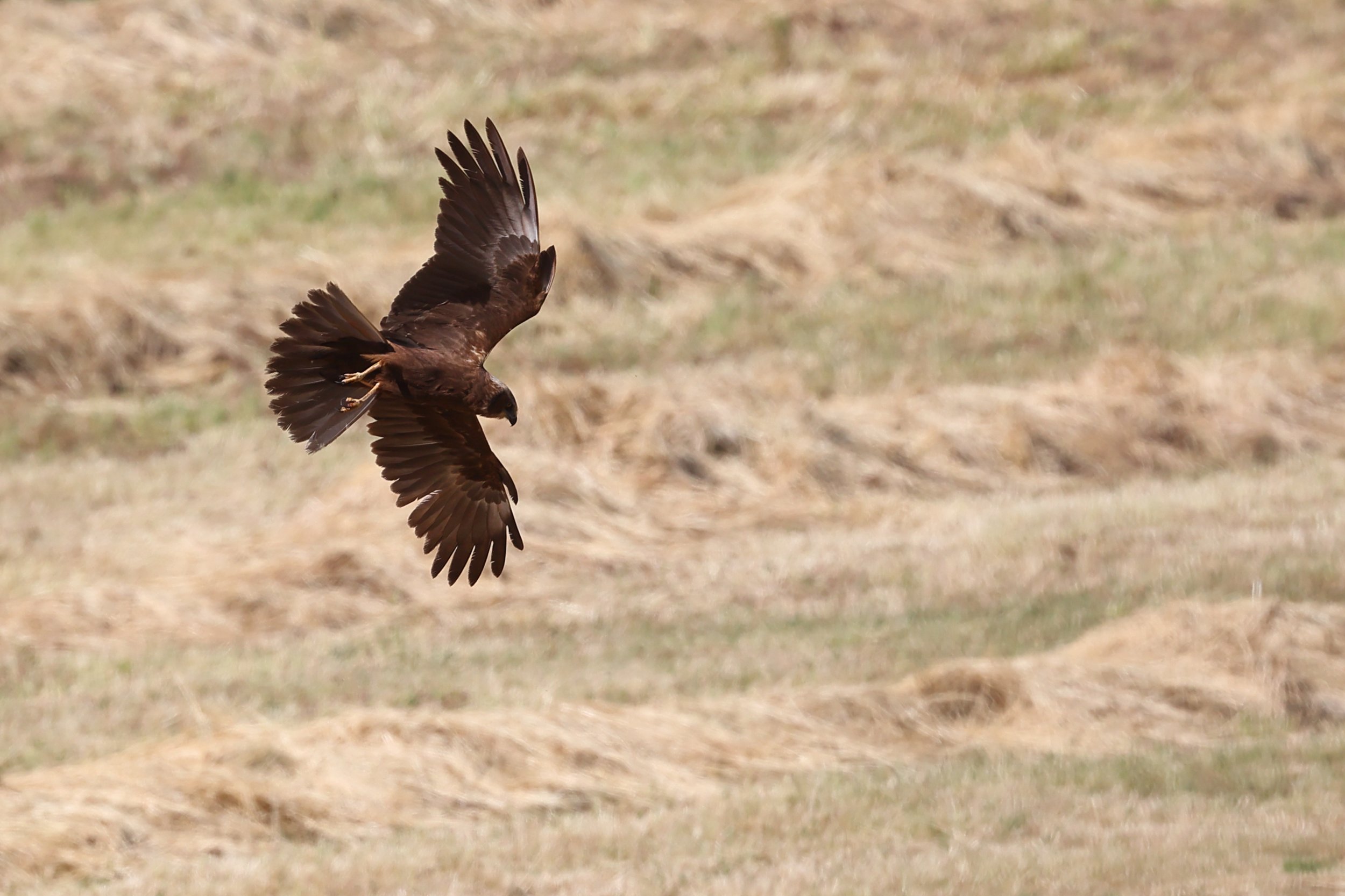 Falco di palude in caccia dopo la fienagione