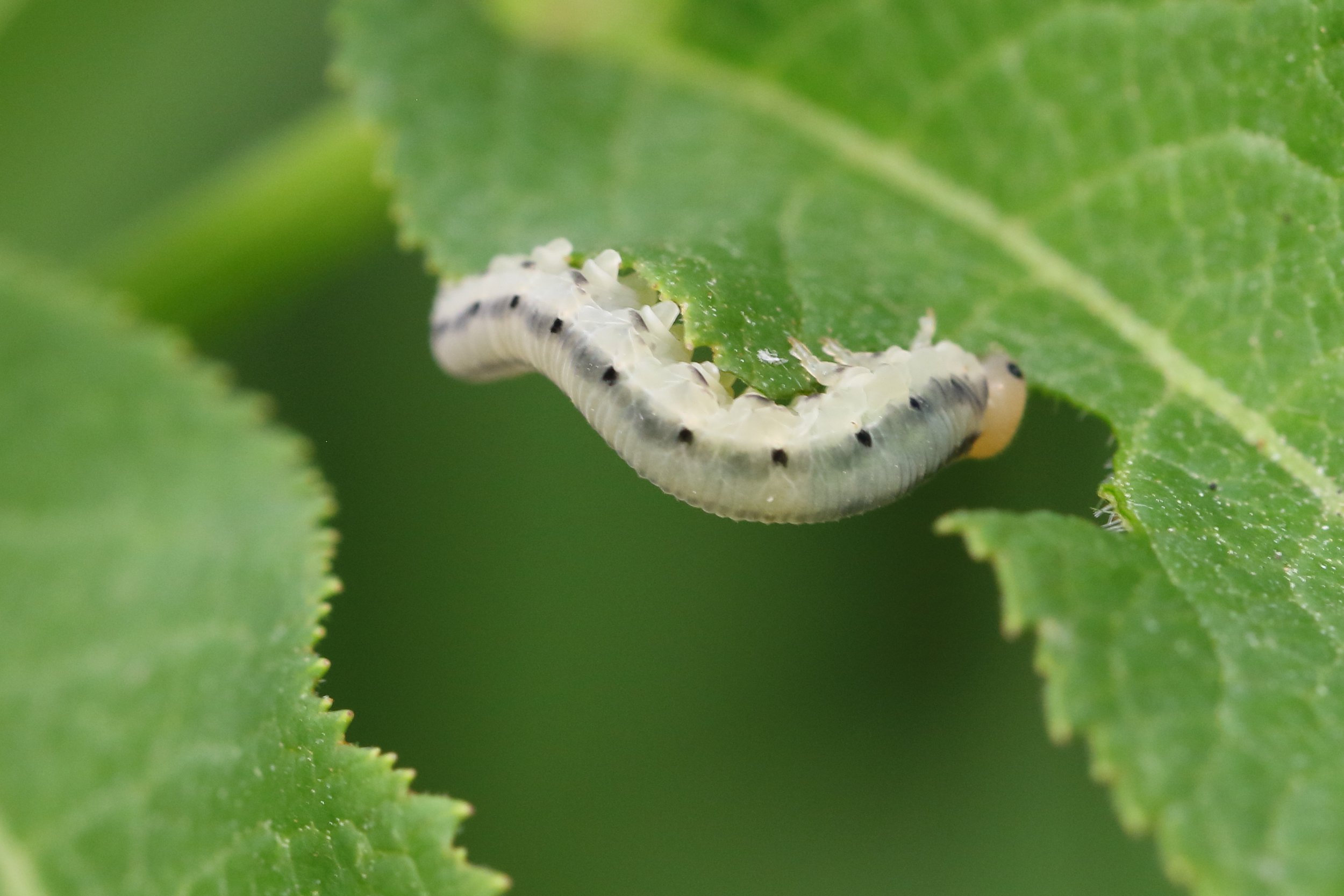 CastelDecima9Q0A8312.JPG