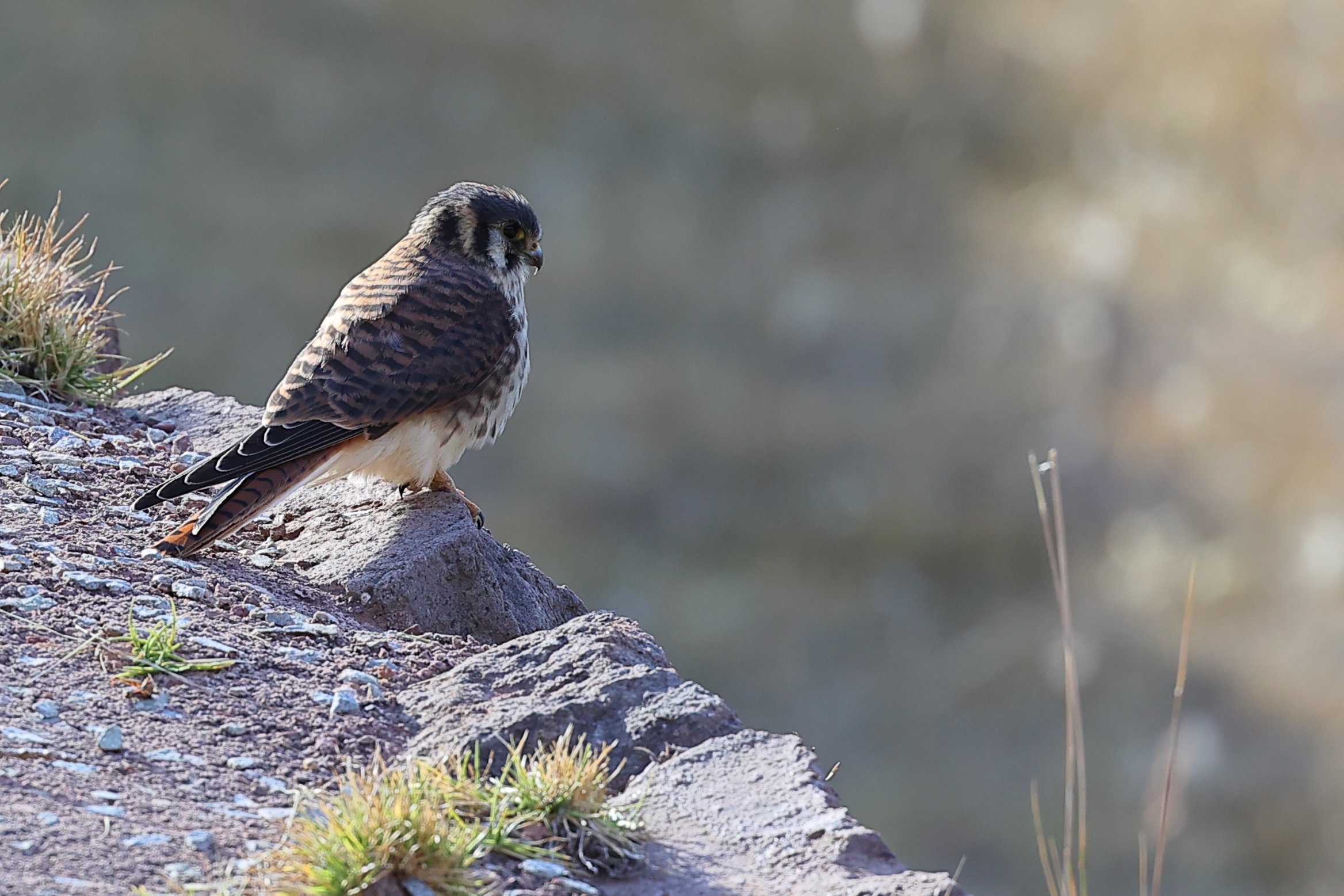 Crecerelle d' Amerique (Falco sparverius) sur le site de Morai (Cusco))