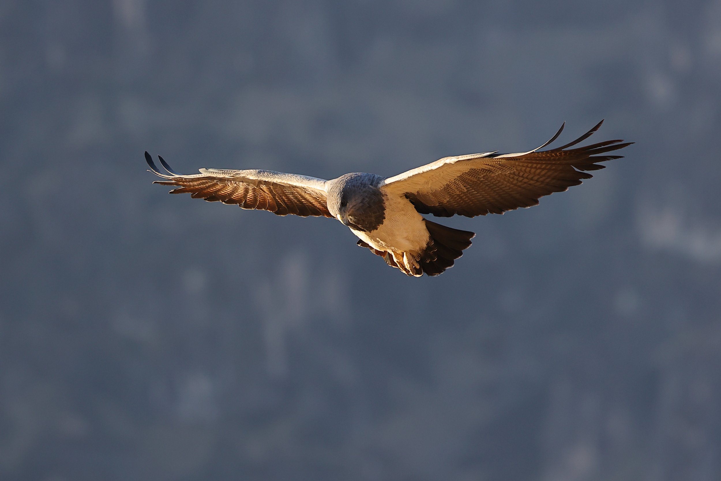 Buse aguia (Geranoaetus melanoleucus)