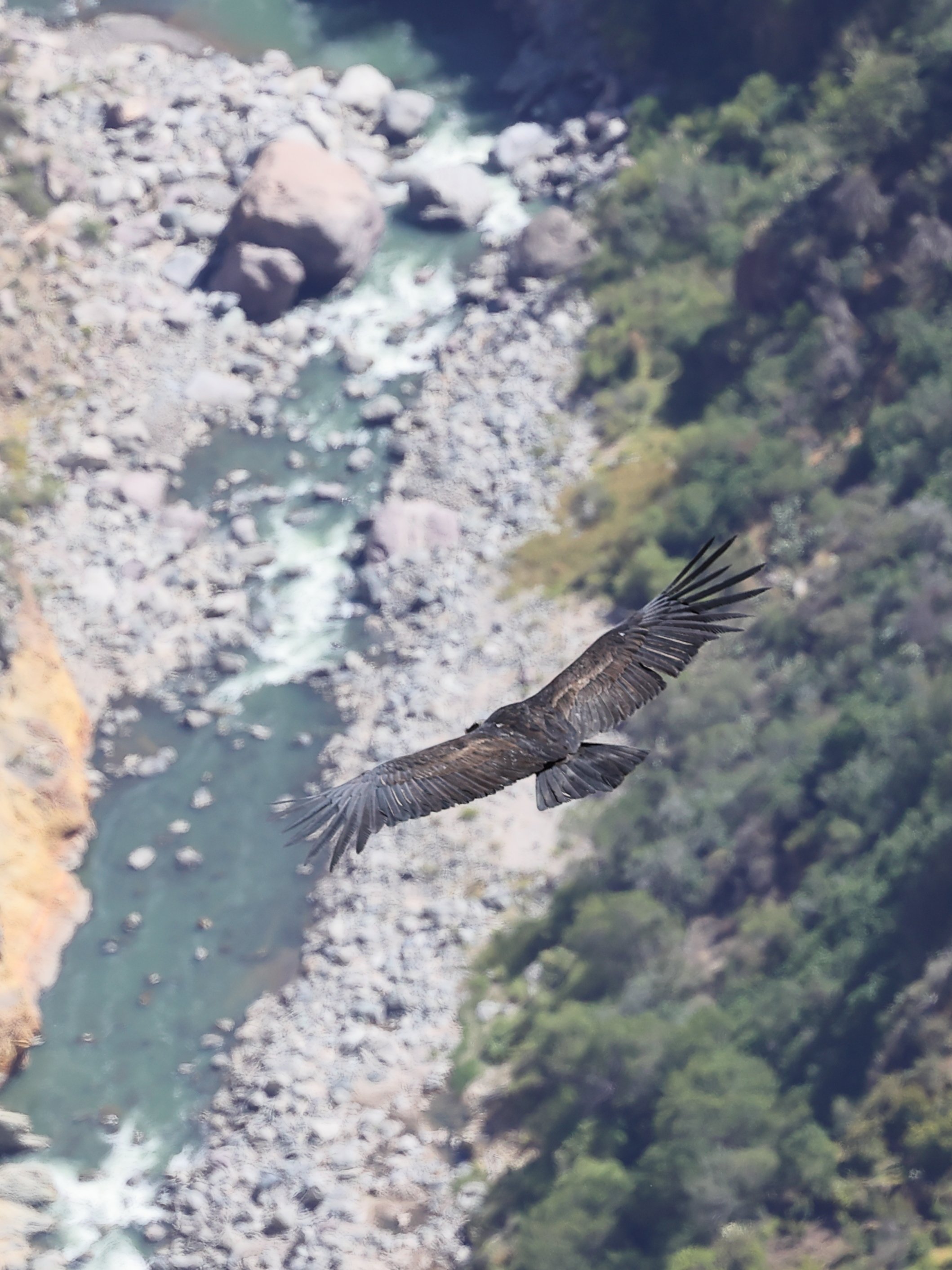 Condor sur le rio Colca