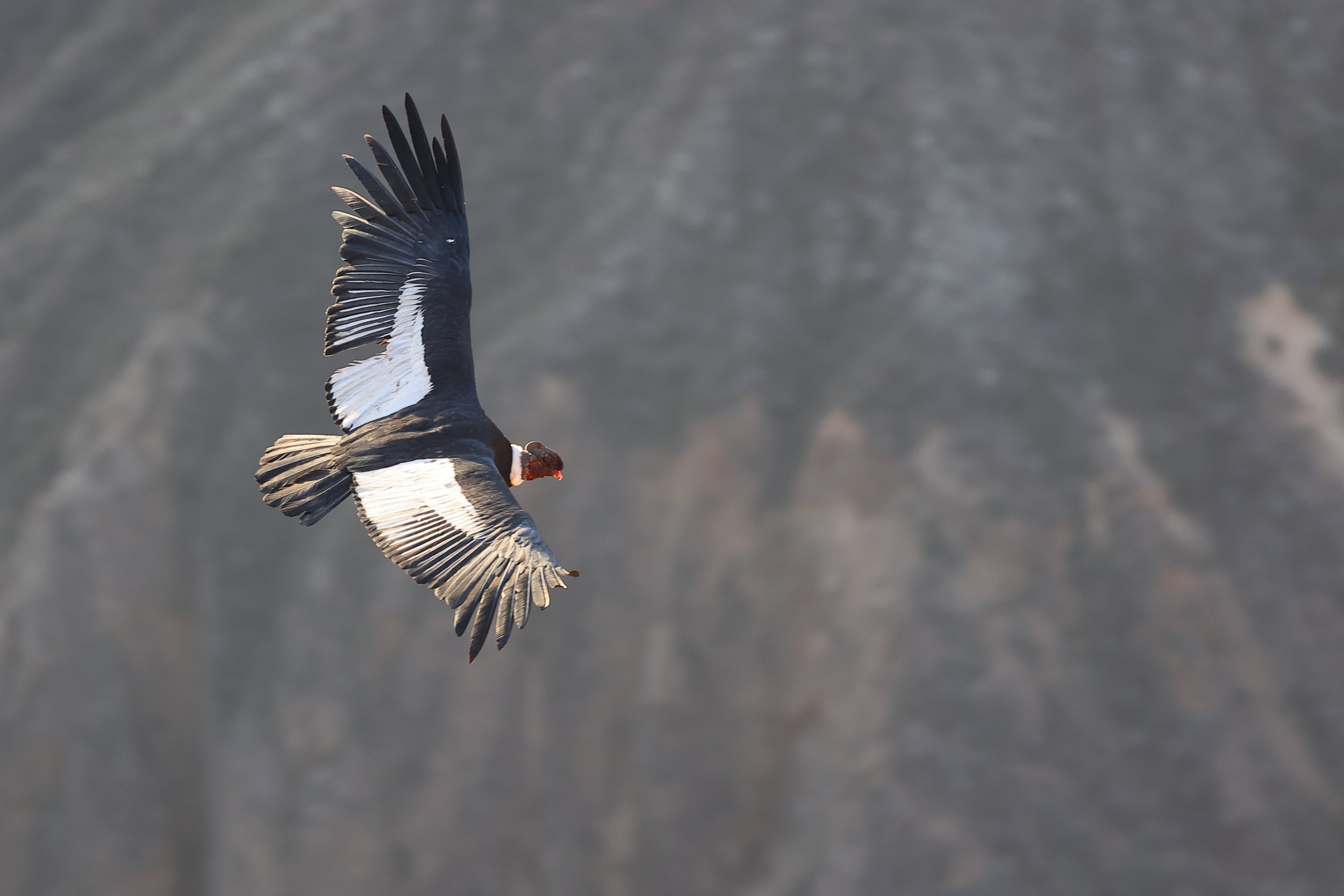 Condor des Andes (Vultur gryphus) au canyon Colca