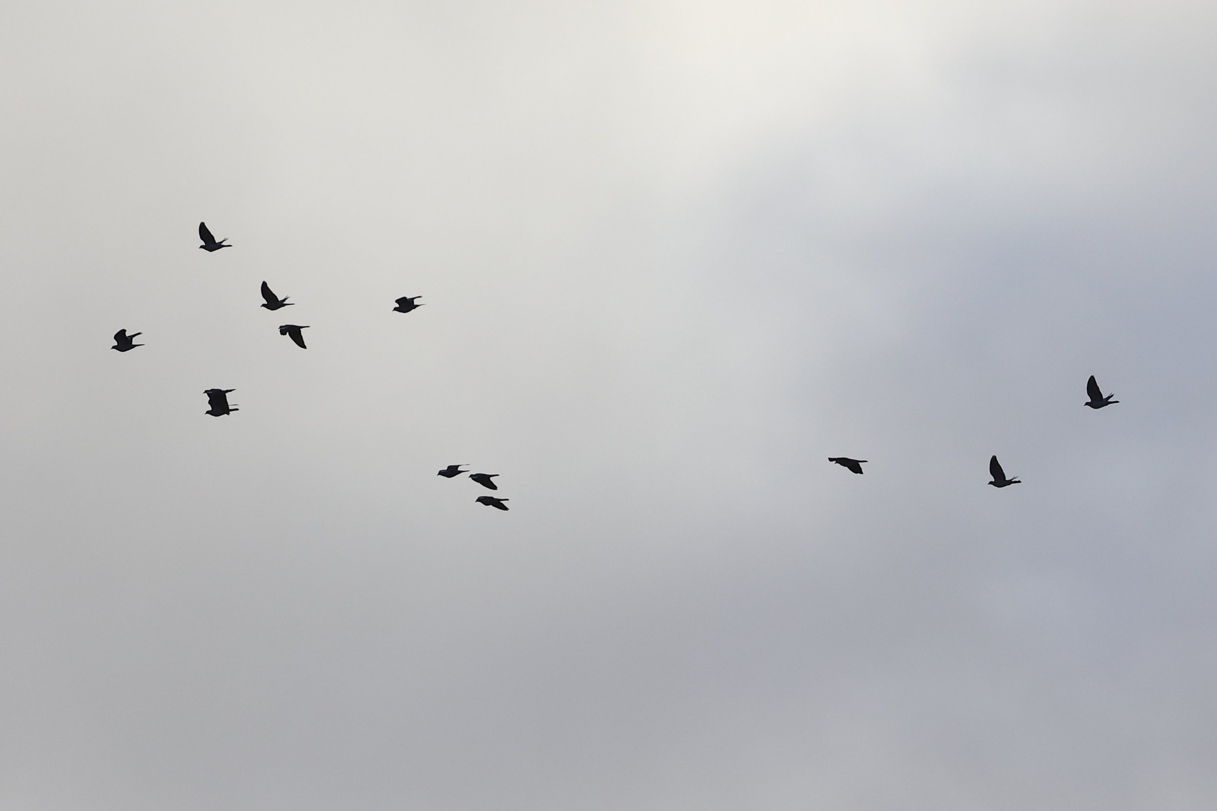 Un seul petit vol de palombes en retour ce matin. Il semble que tous les oiseaux bleus  sont  passes mercredi.
