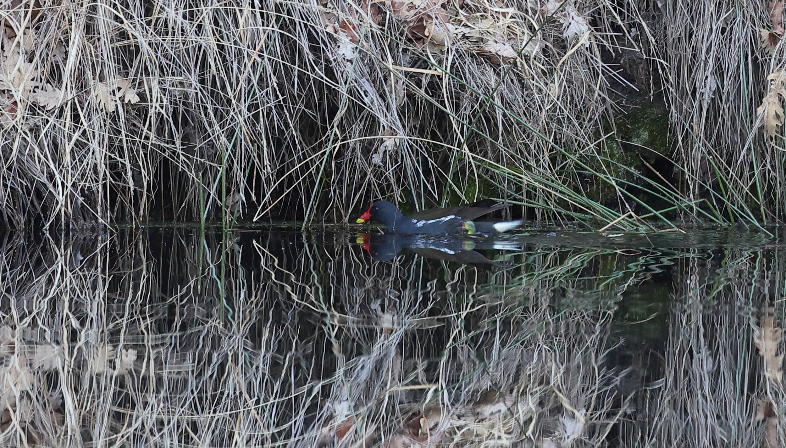 Galinulle poule d'eau