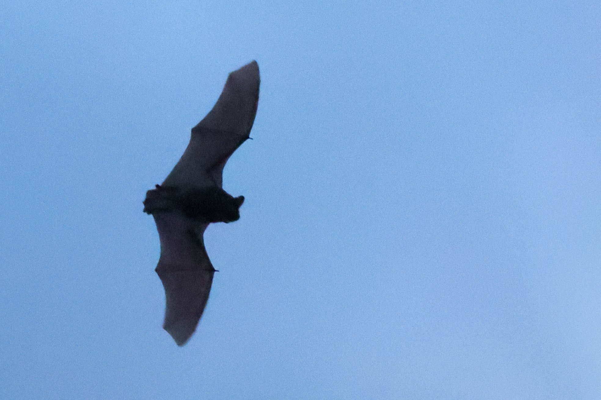 PipistrelloMacchia145A2436.JPG