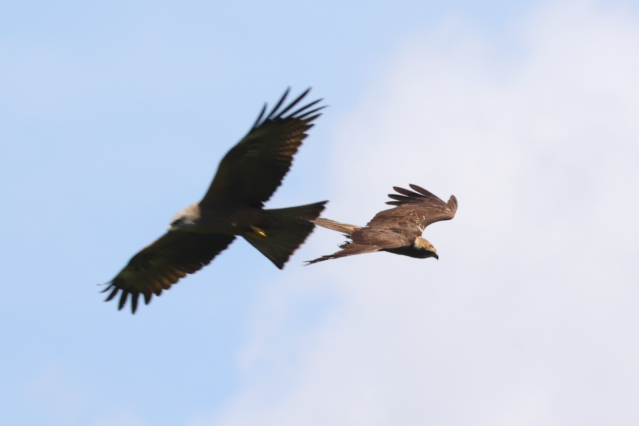 Falco di palude e Nibbio bruno