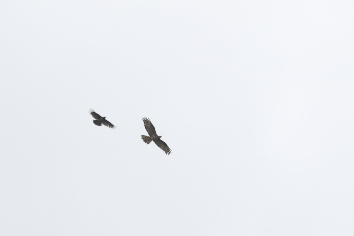 Falco pecchiaiolo (in coppia sotto mobbing)